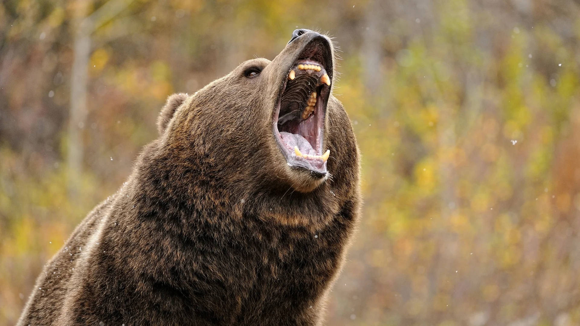 Kodiak Bear Growling Background