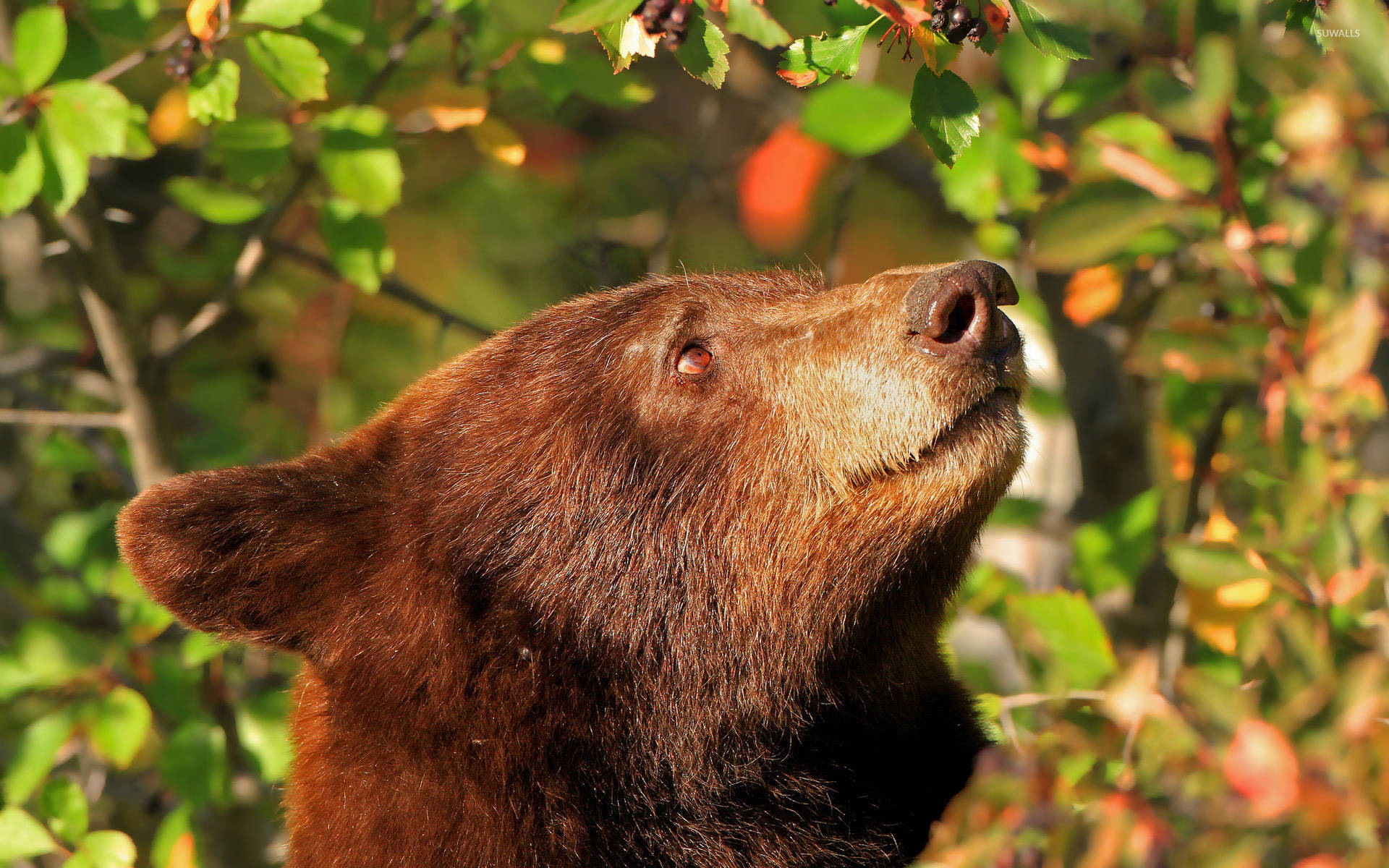 Kodiak Bear Head Background