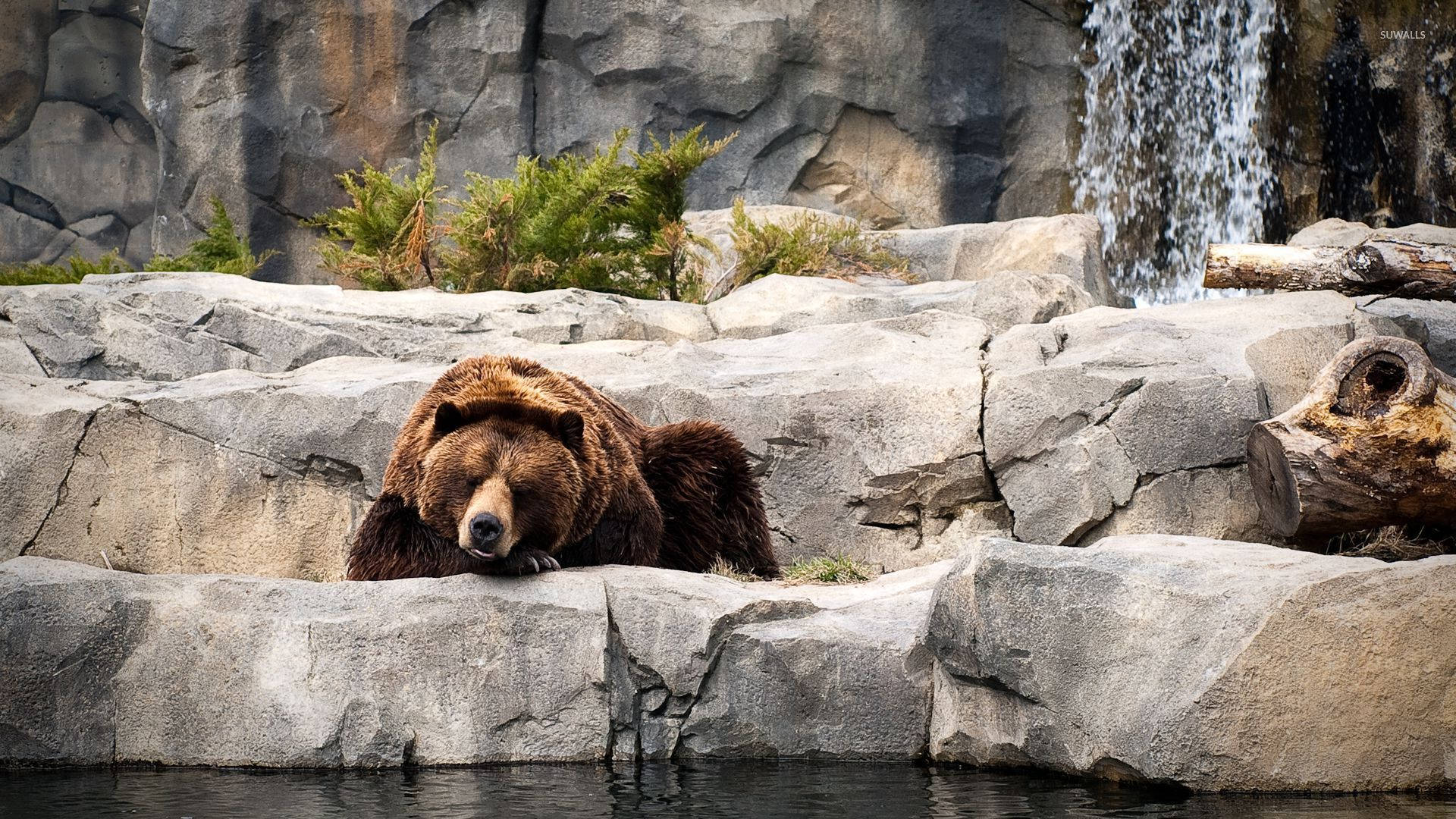 Kodiak Bear In Animal Park Background