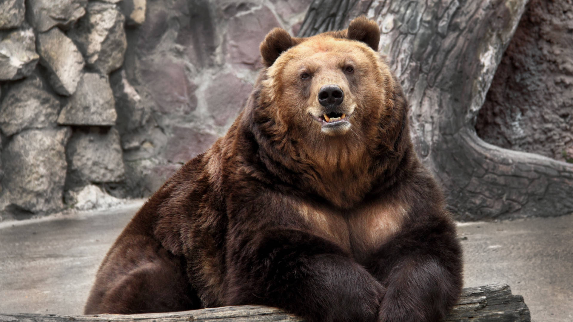 Kodiak Bear On A Zoo Background