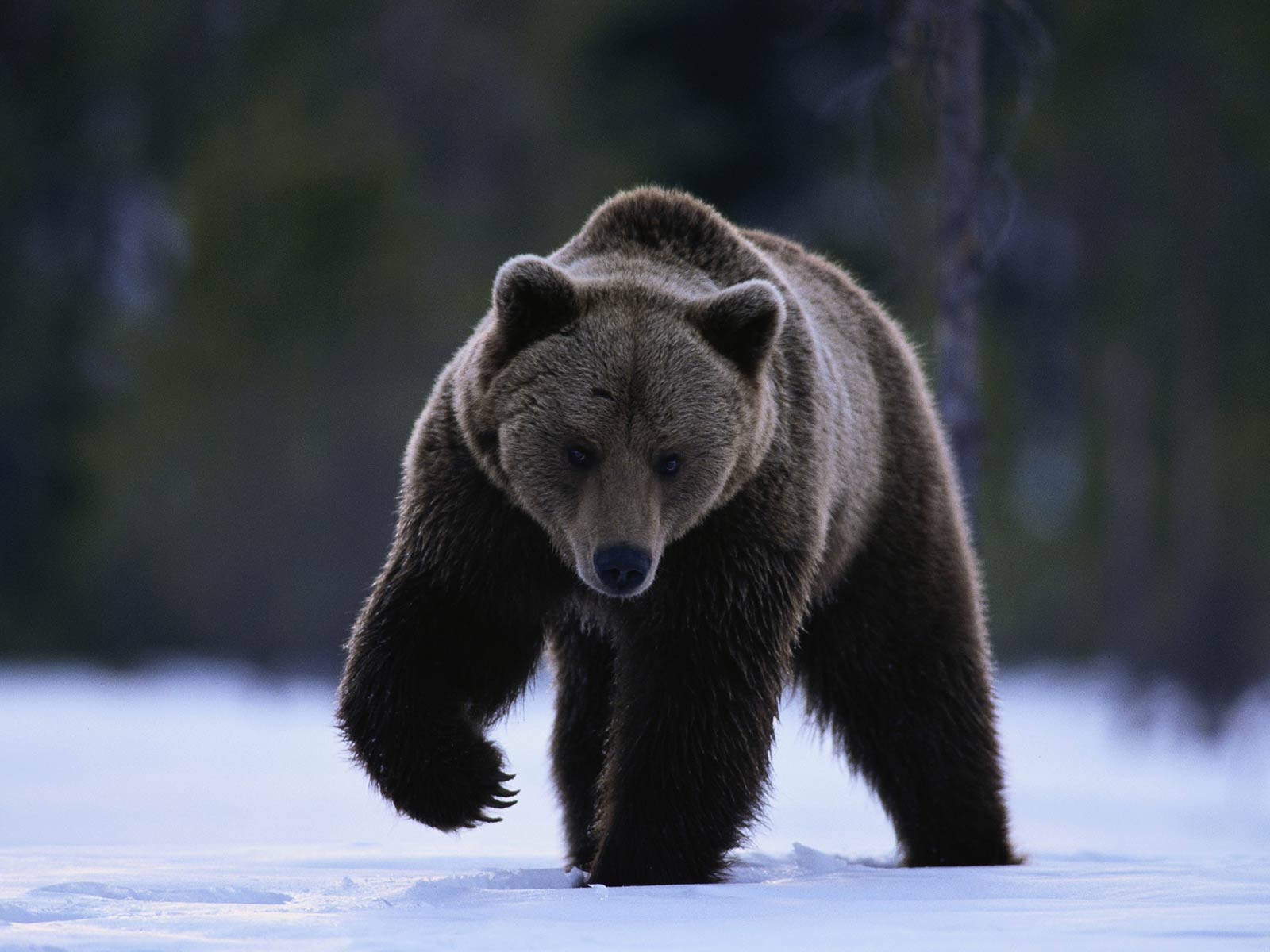 Kodiak Bear On Snow Background