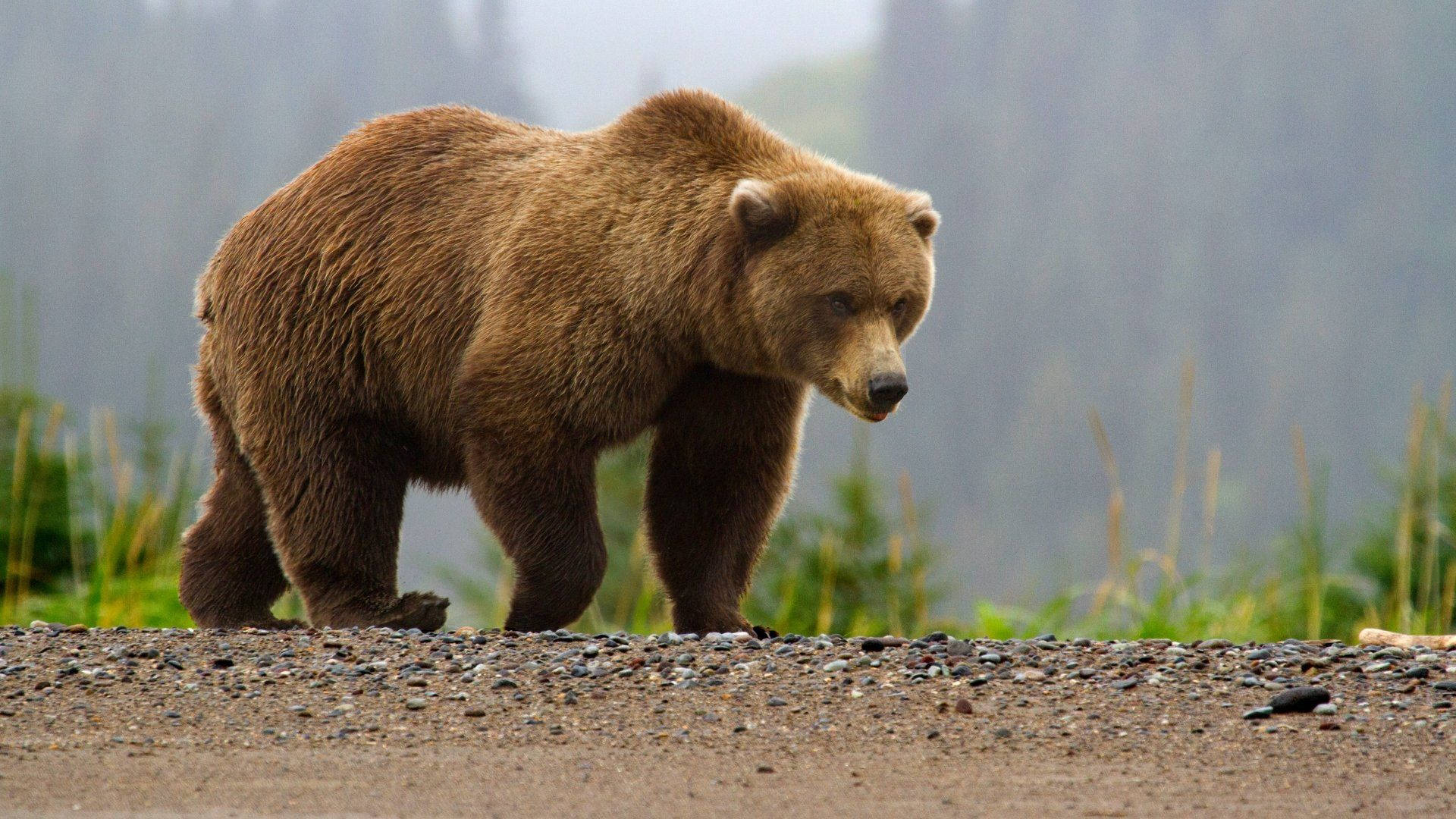 Kodiak Bear On The Road Background