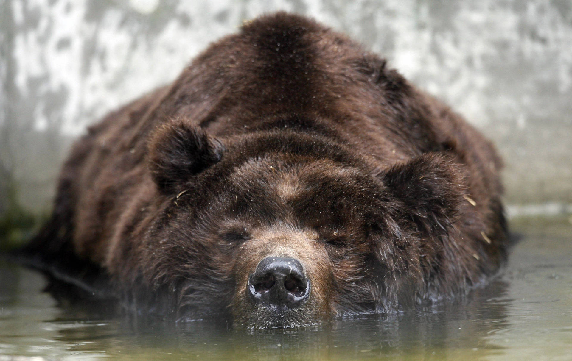 Kodiak Bear On Water Background