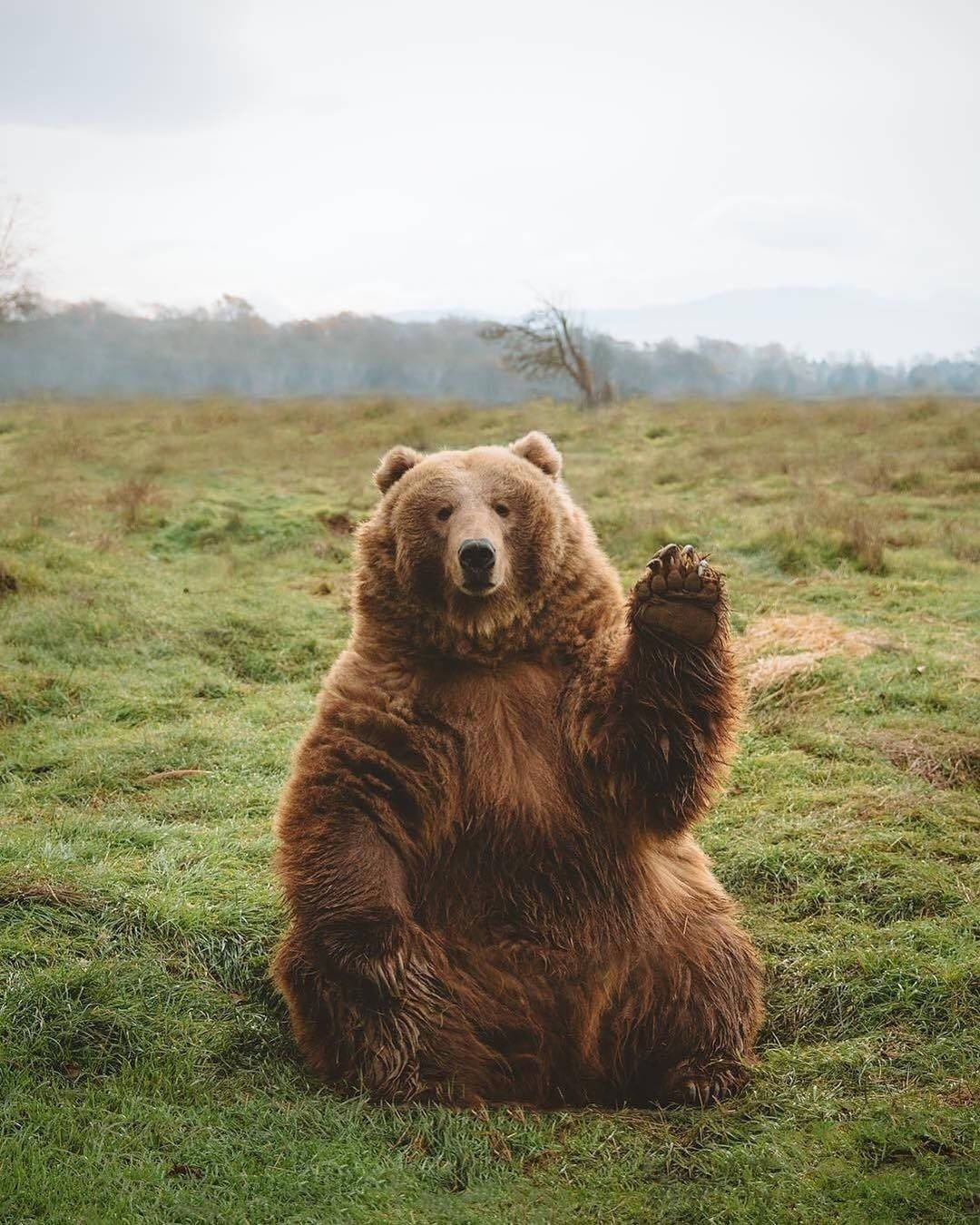 Kodiak Bear Raising Hand Background