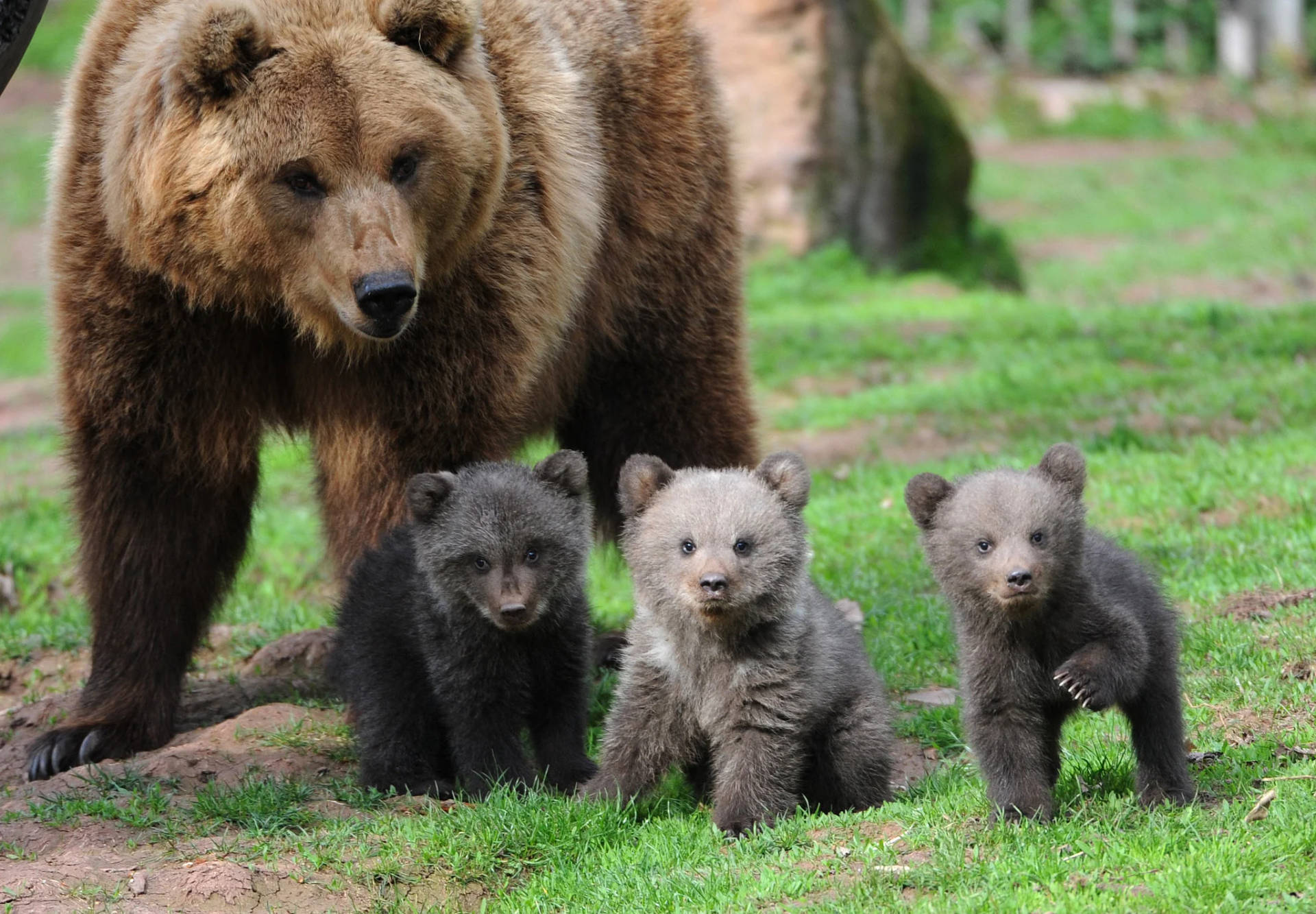 Kodiak Bear Siblings Background