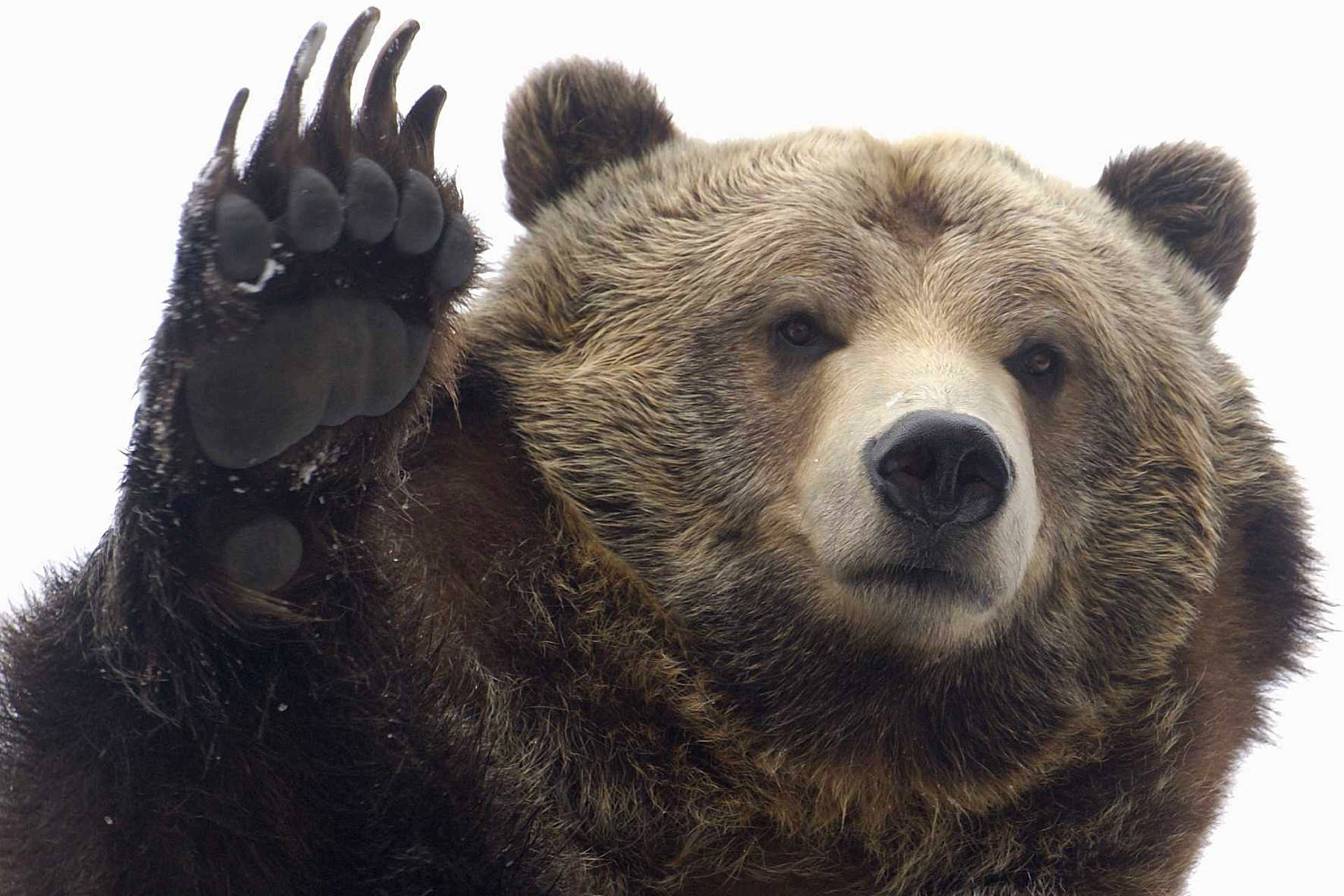 Kodiak Bear Waving Bear Claws Background