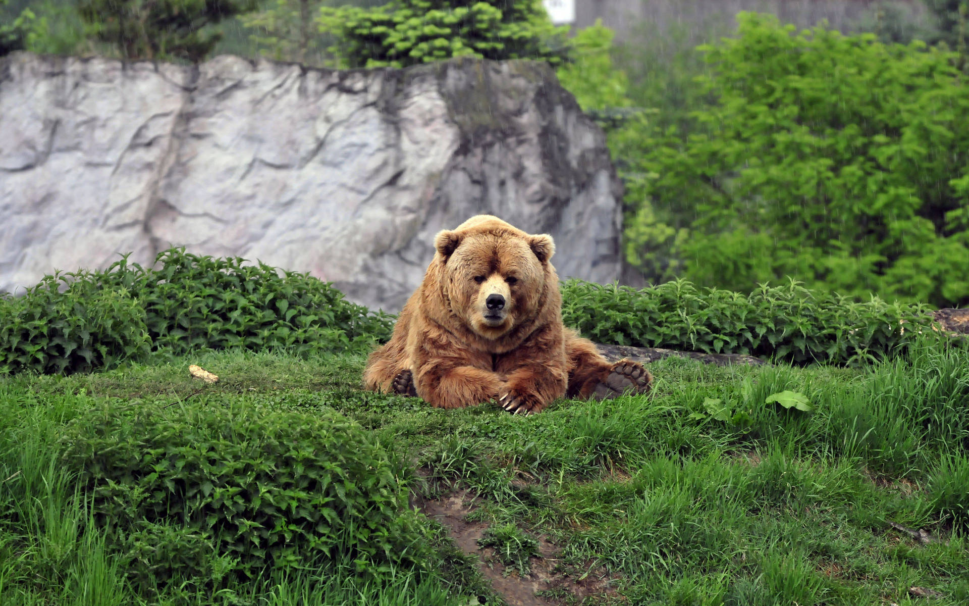 Kodiak Bear With Plants Background