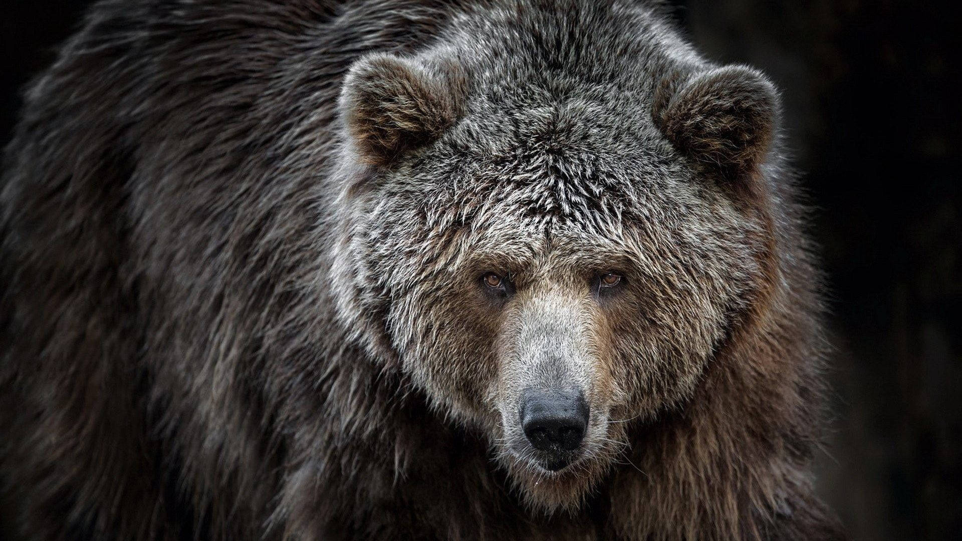Kodiak Bear With Serious Look Background