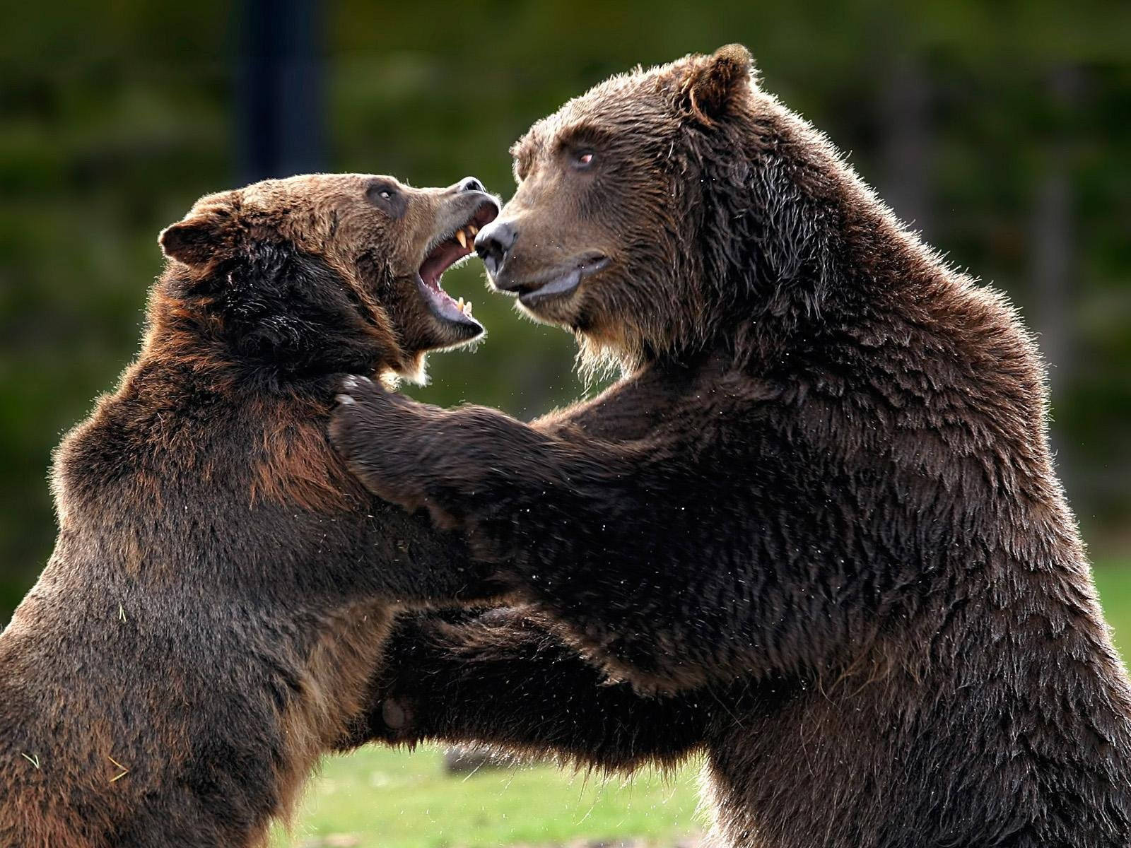 Kodiak Bears Fight Background