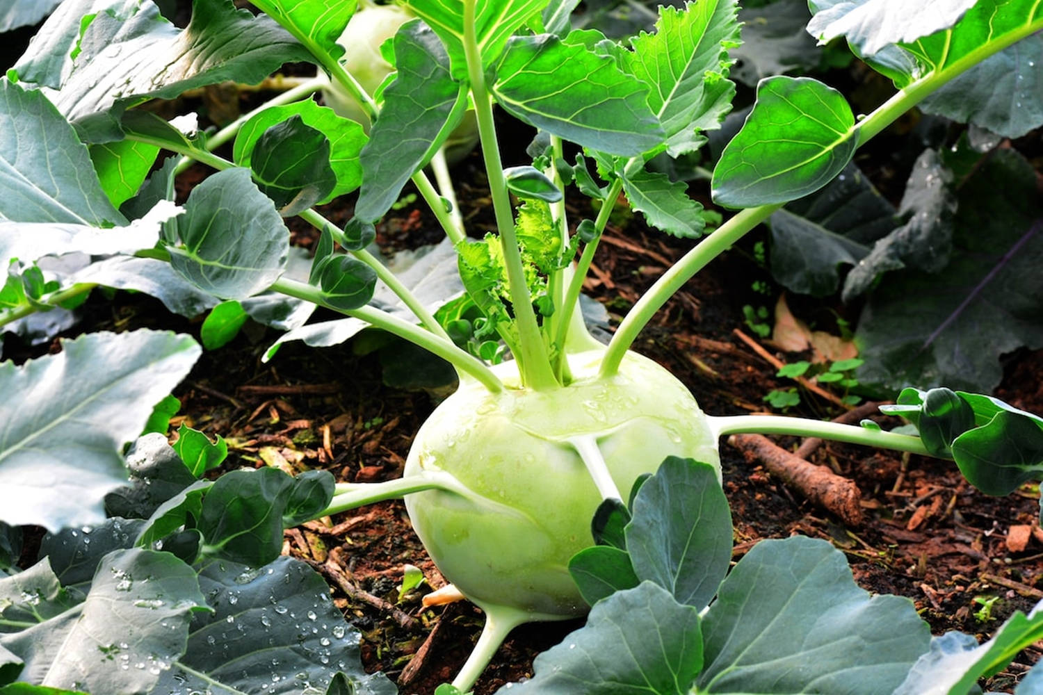 Kohlrabi Green Root Crop