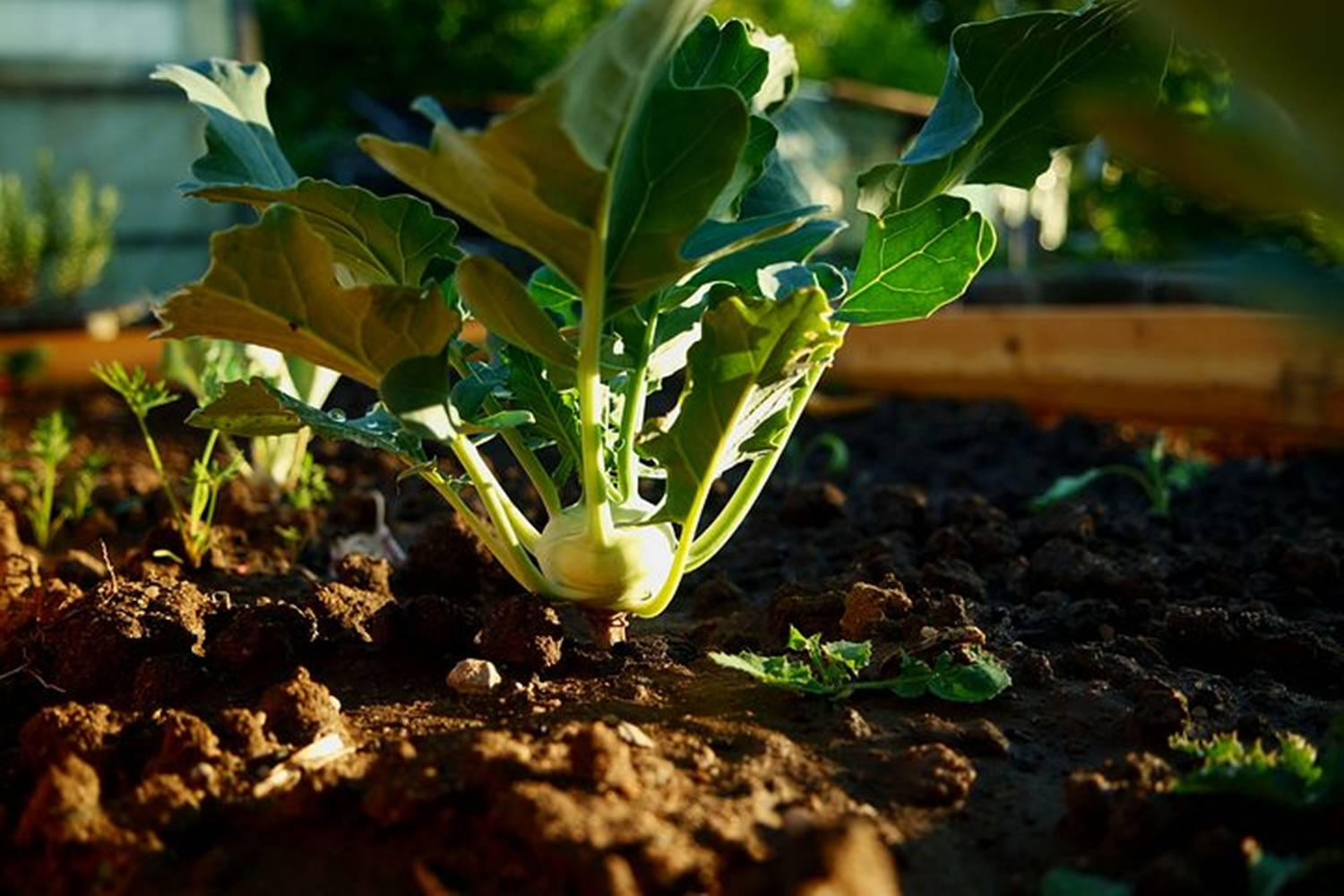 Kohlrabi Plant Under The Sunlight Background