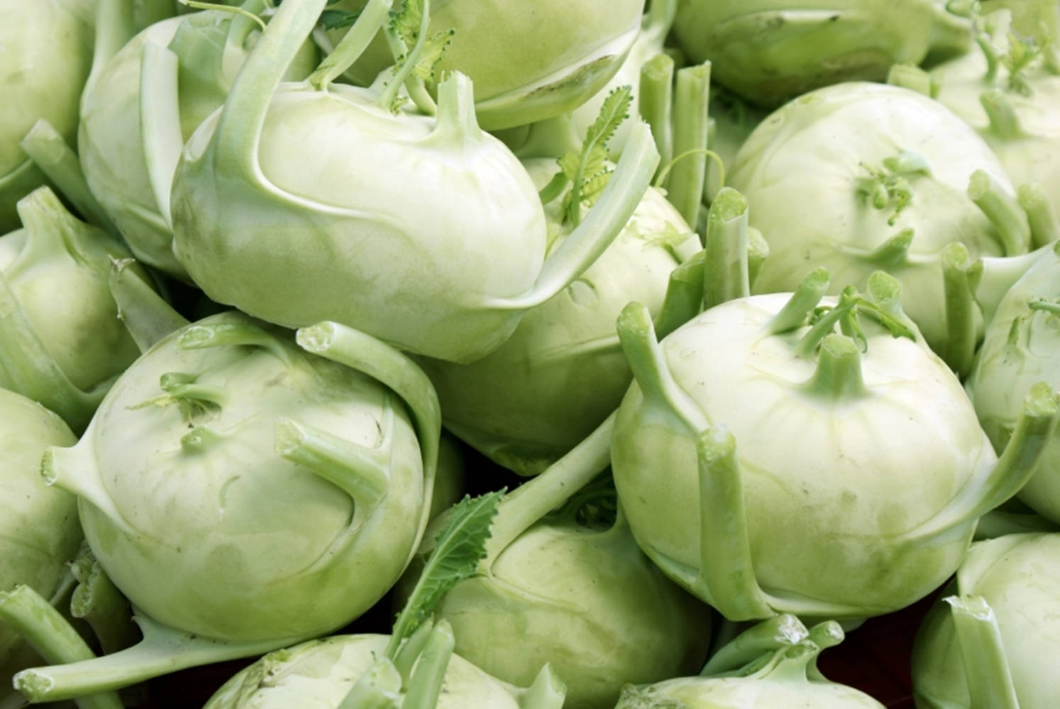 Kohlrabi Vegetable Harvest