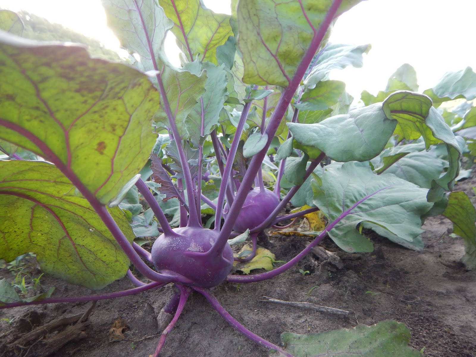 Kohlrabi With Purple Stems Background