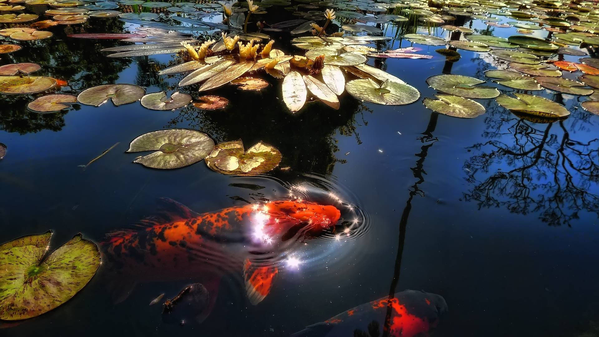 Koi Fish Breaking Water Surface