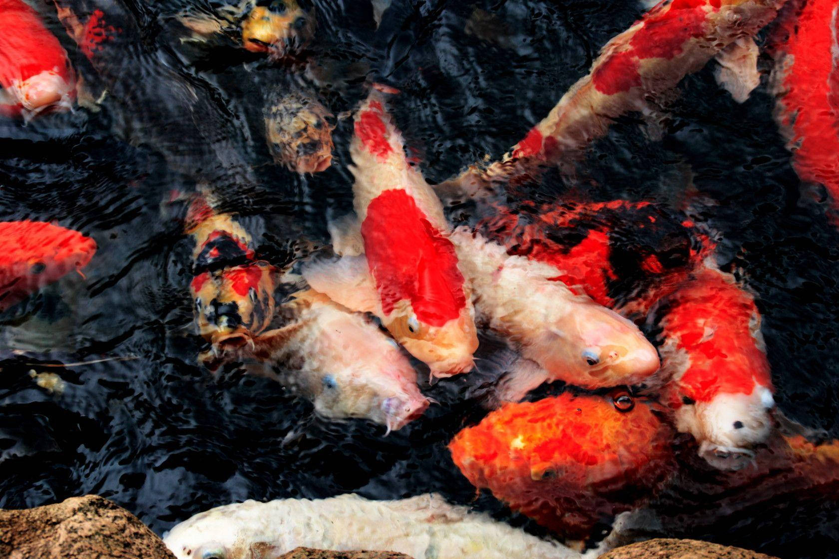 Koi Fish Feeding