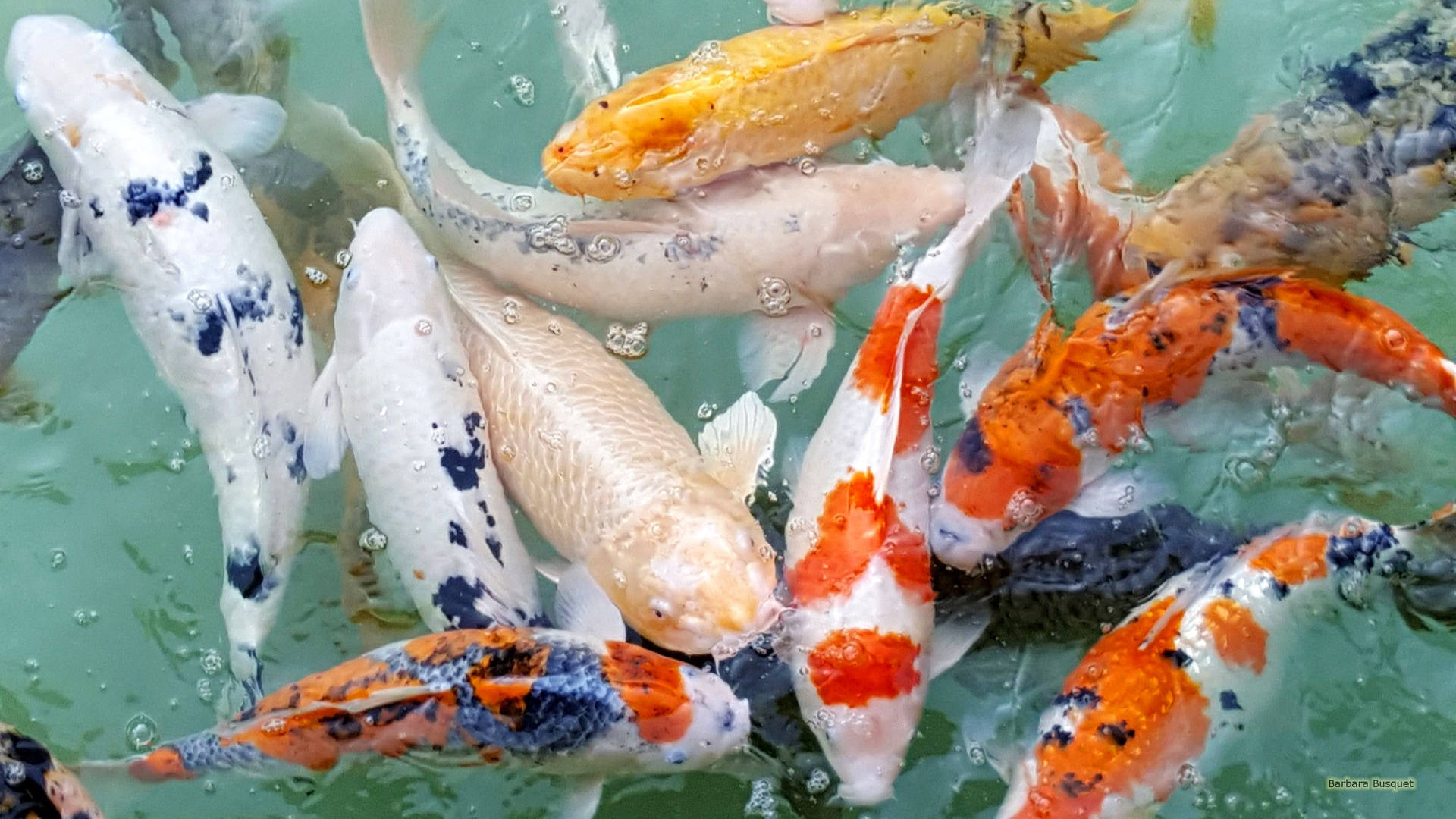 Koi Fish In The Pond Background