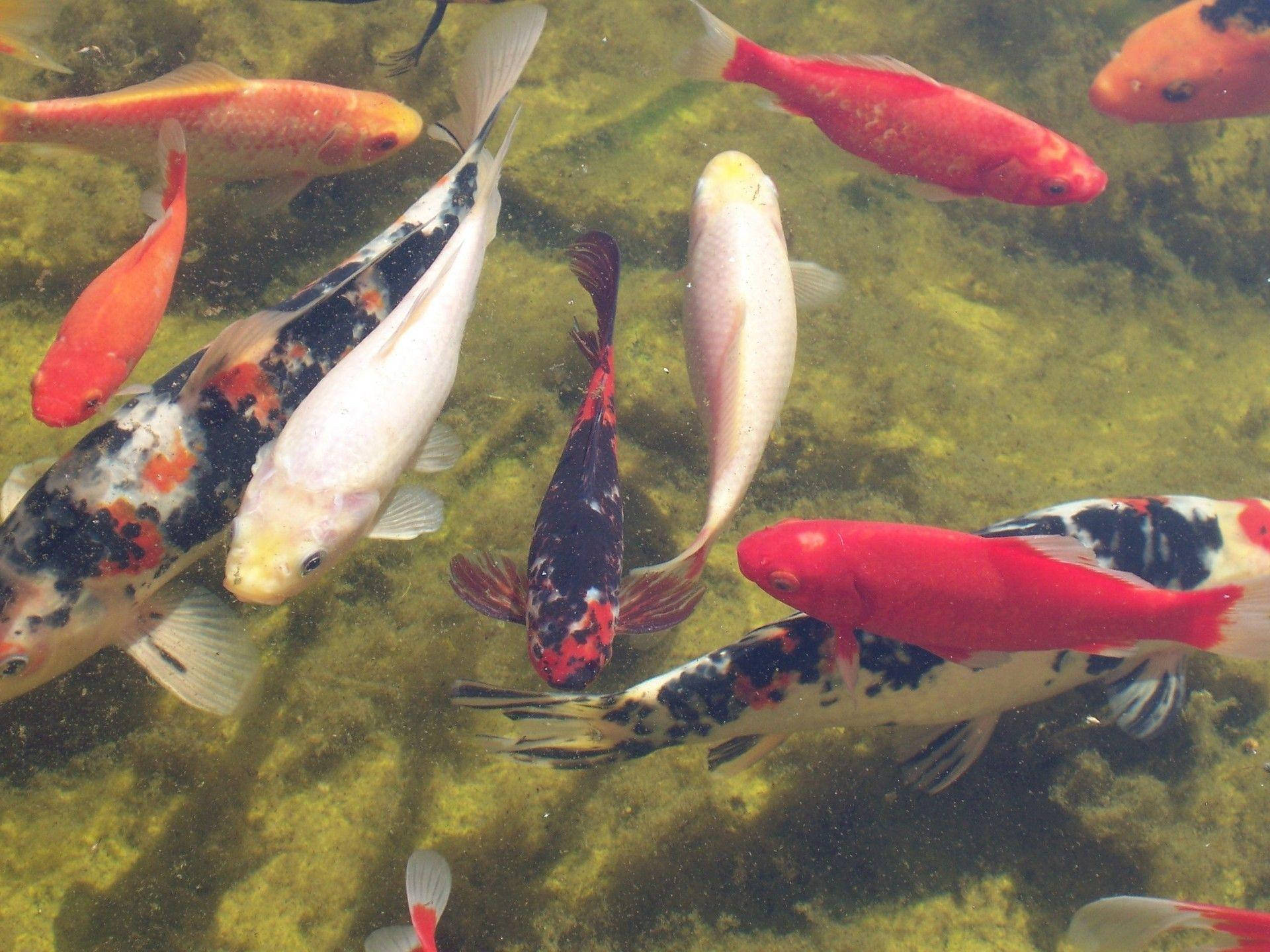 Koi Fish Mossy Pond