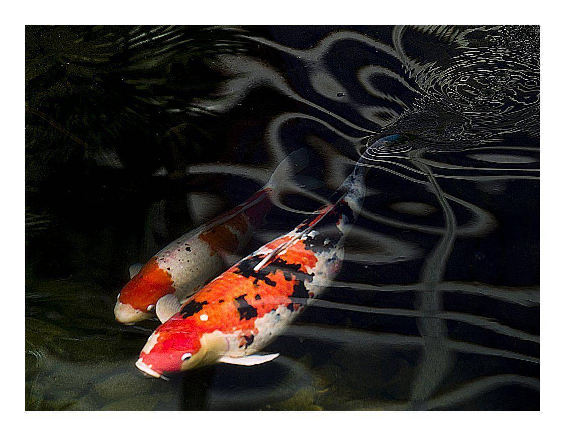 Koi Fish Pair