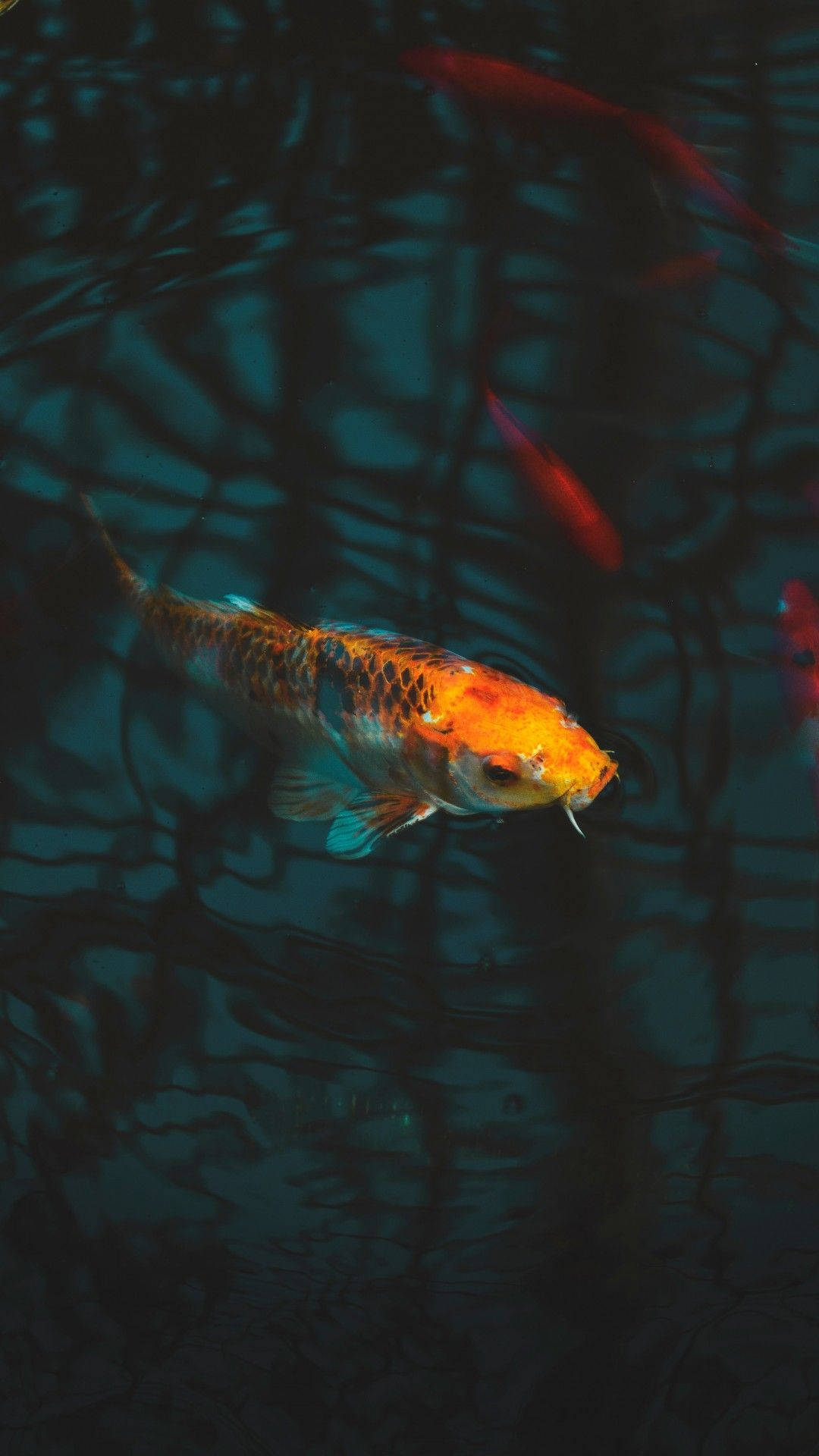 Koi Fish Peek