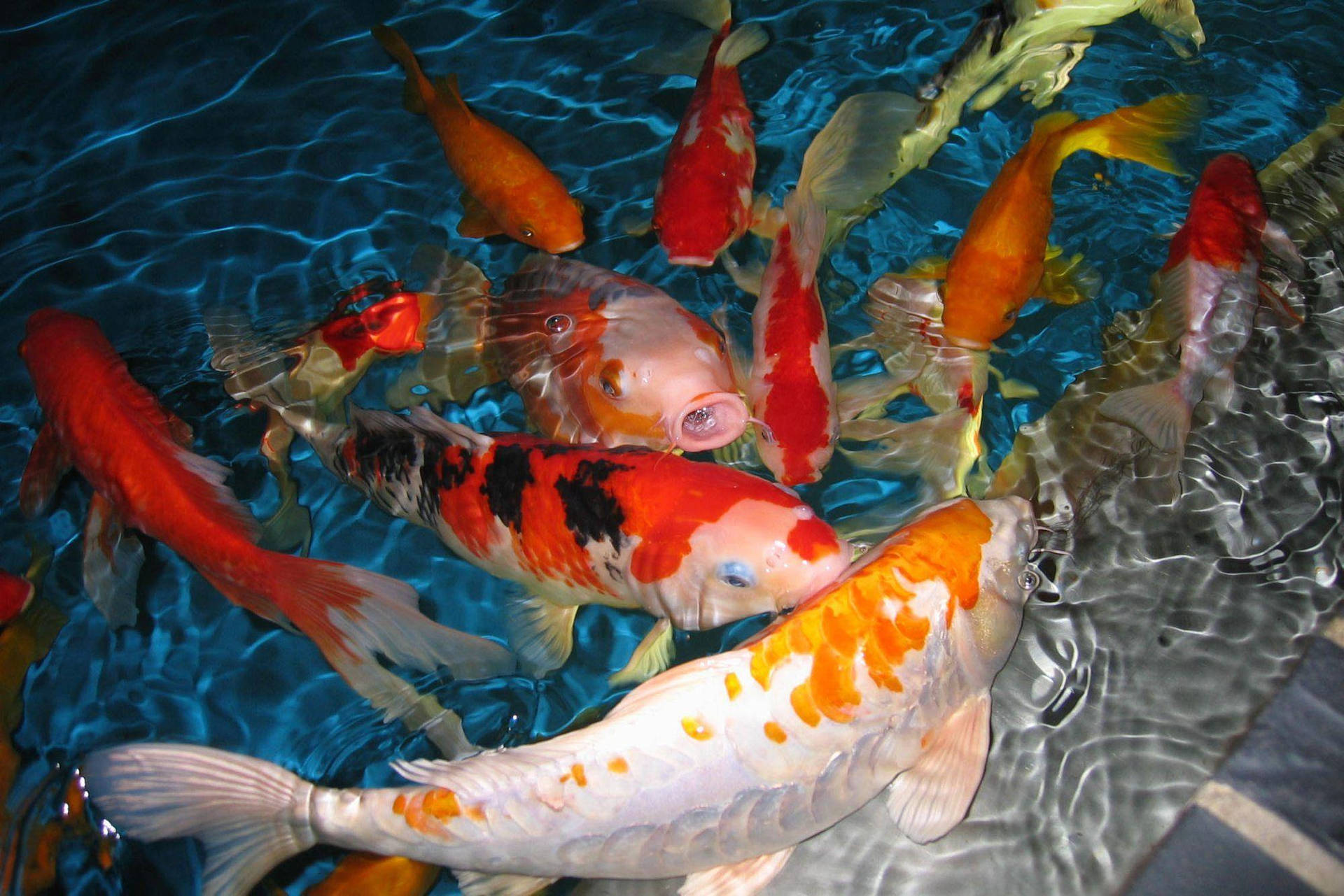 Koi Fish Platform