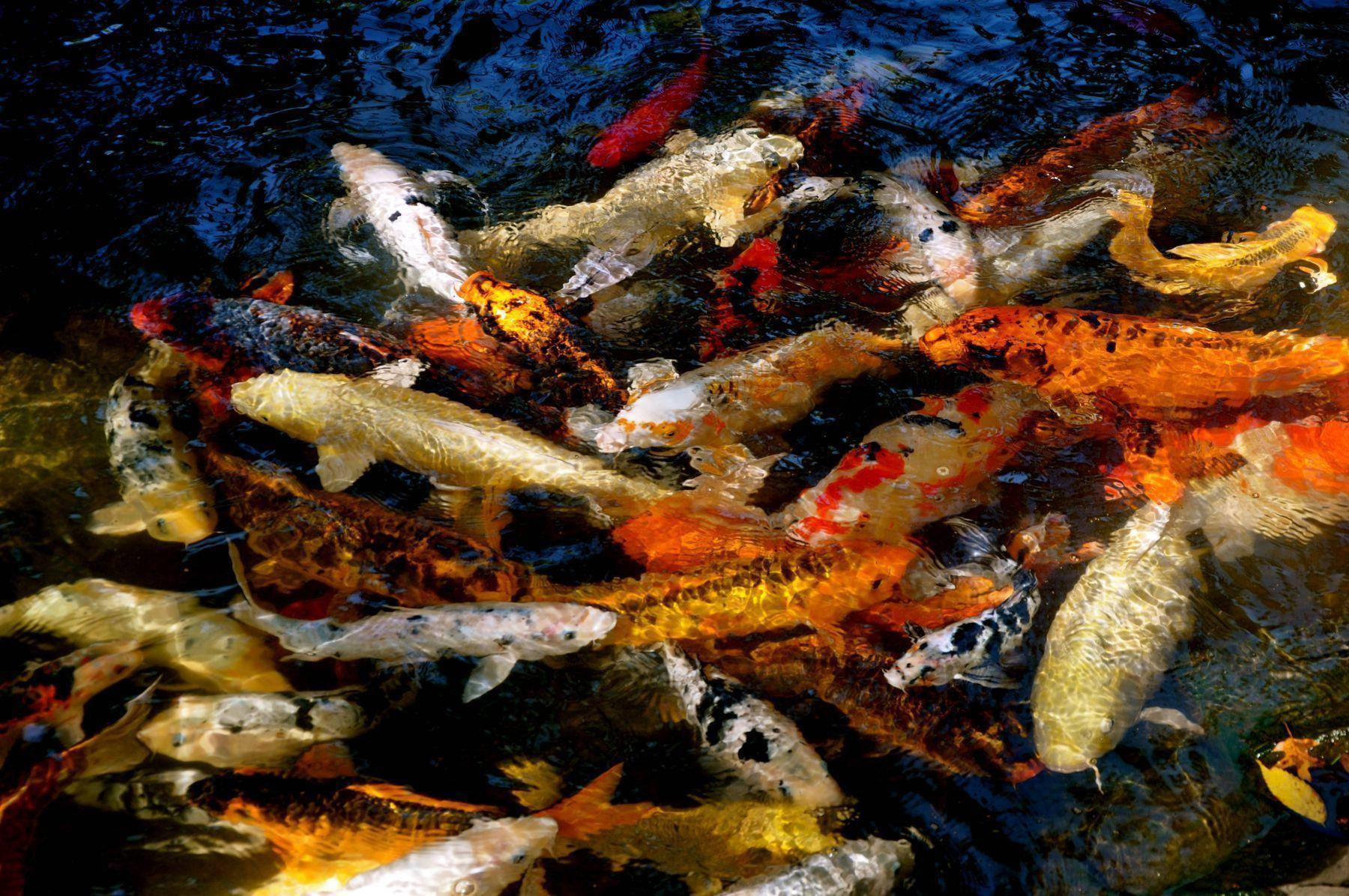 Koi Fish Swarm