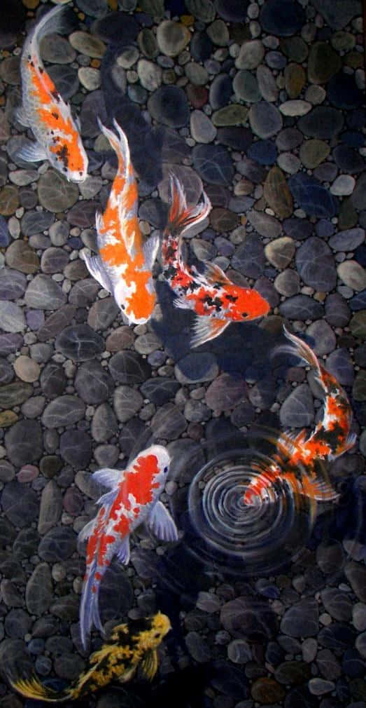 Koi Fish Swimming In A Pond Background