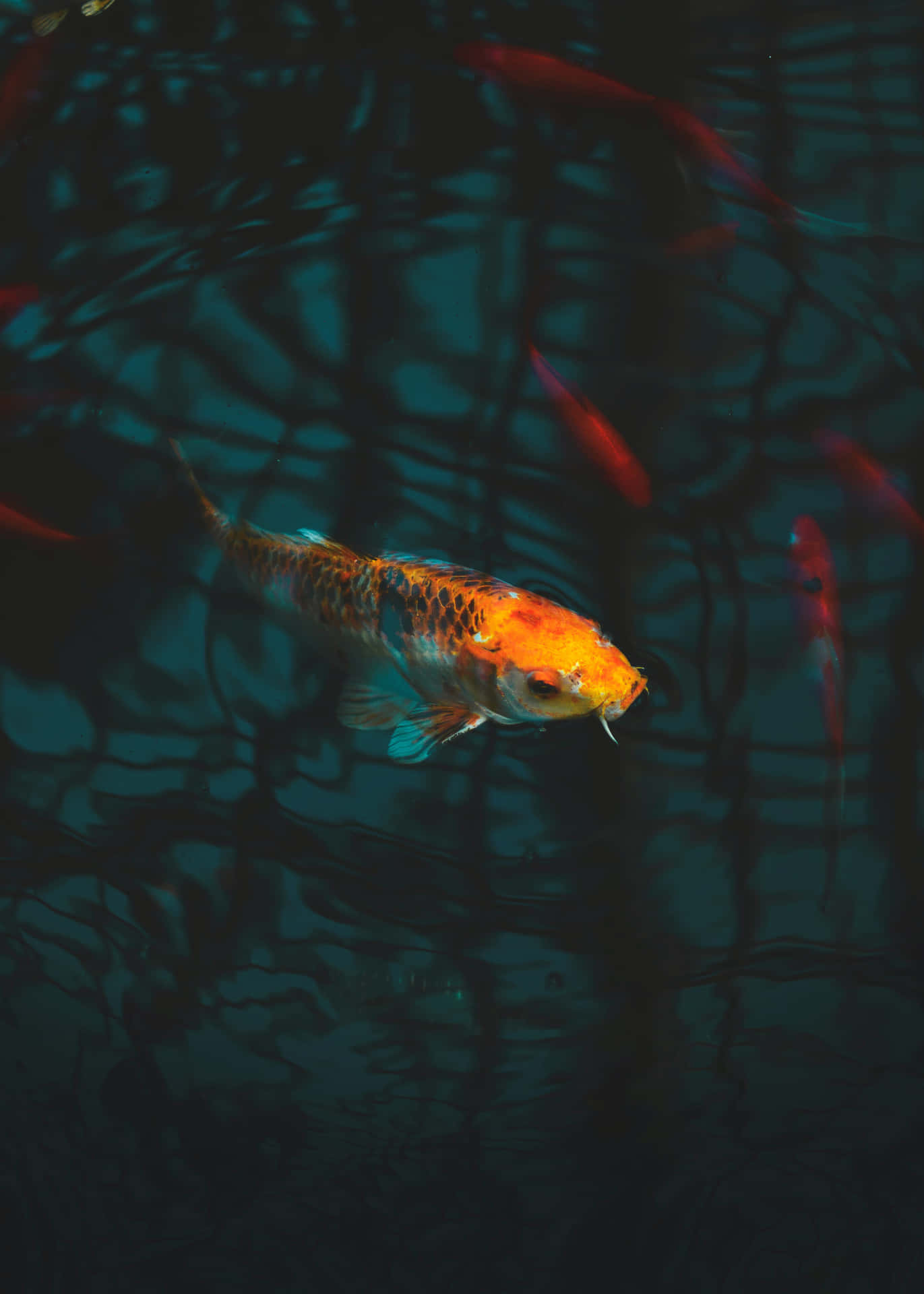 Koi Fish Swimming In A Pond With Dark Water Background