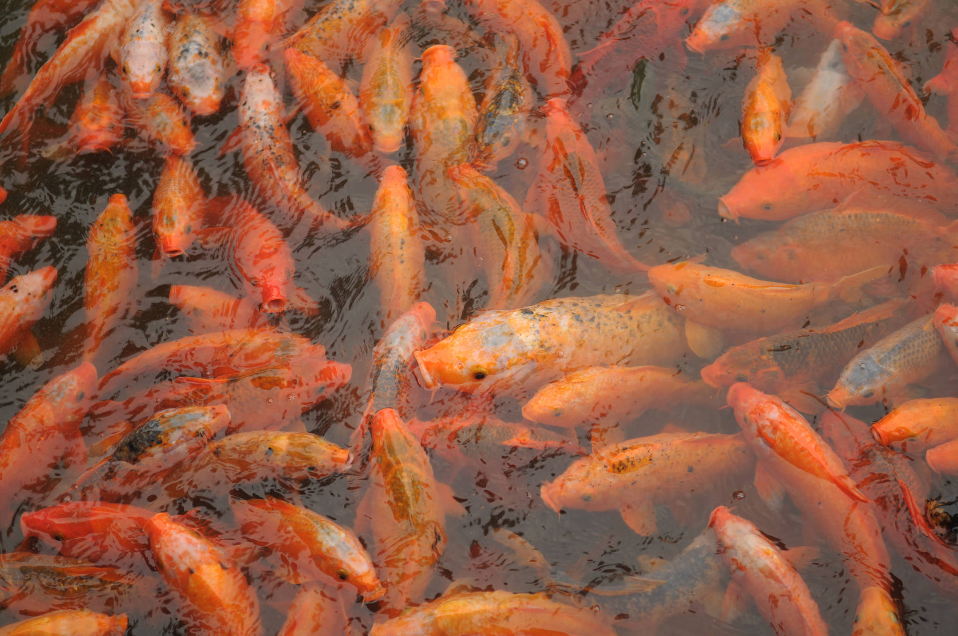 Koi Pond 4k Ultra Hd Fish