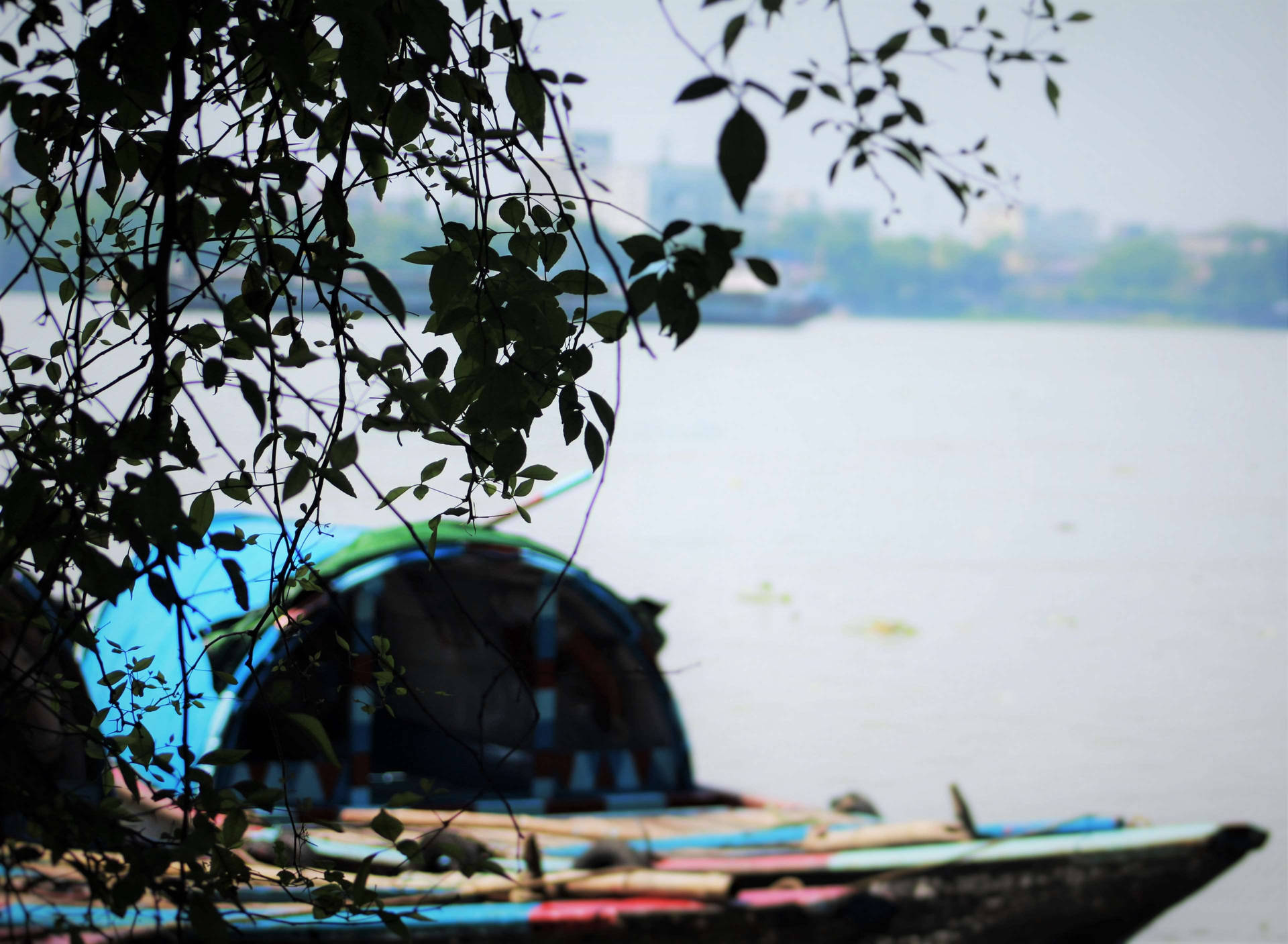 Kolkata Leaves Focus Background