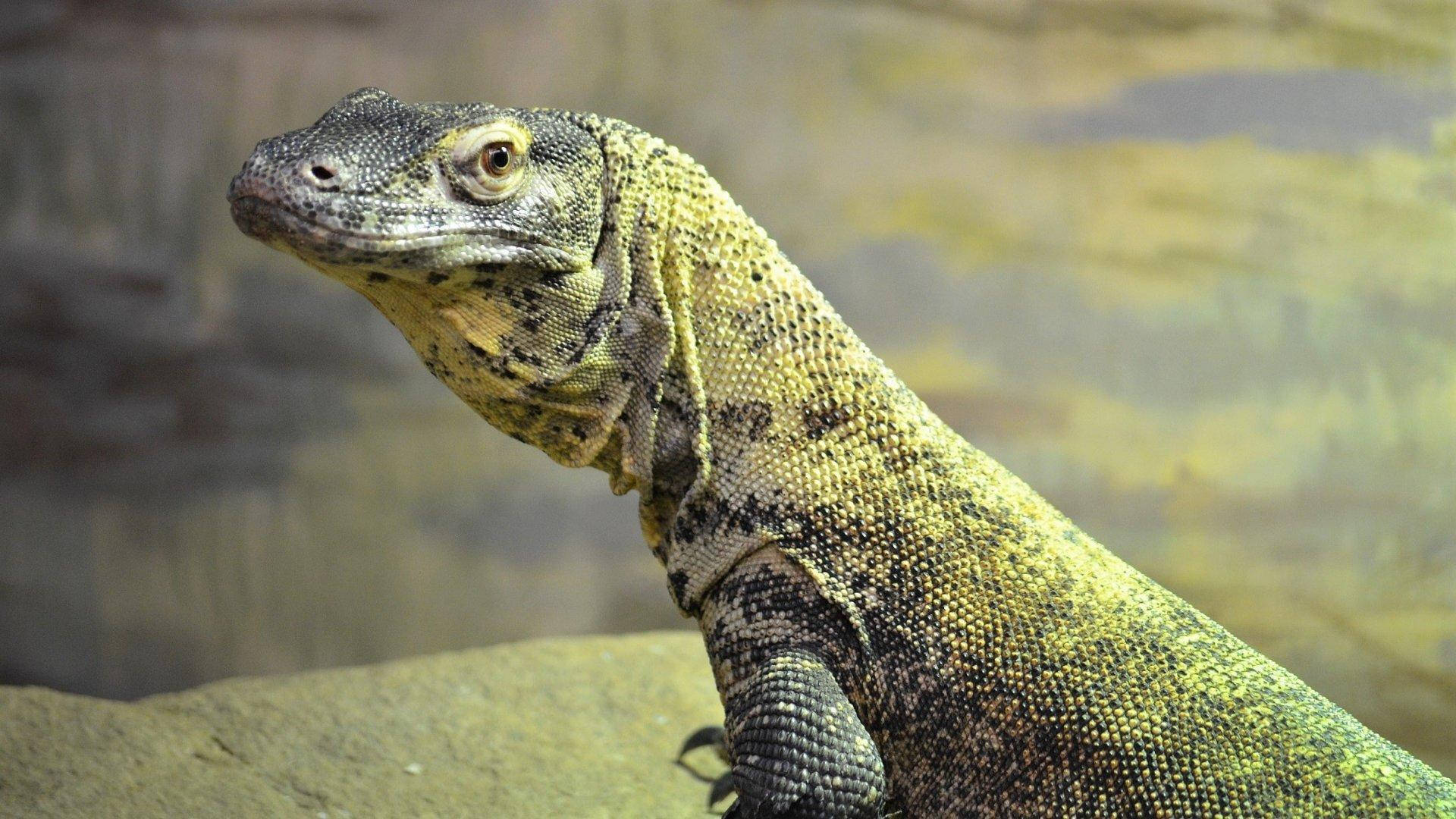 Komodo Dragon Monitor Lizard Beside The Lake