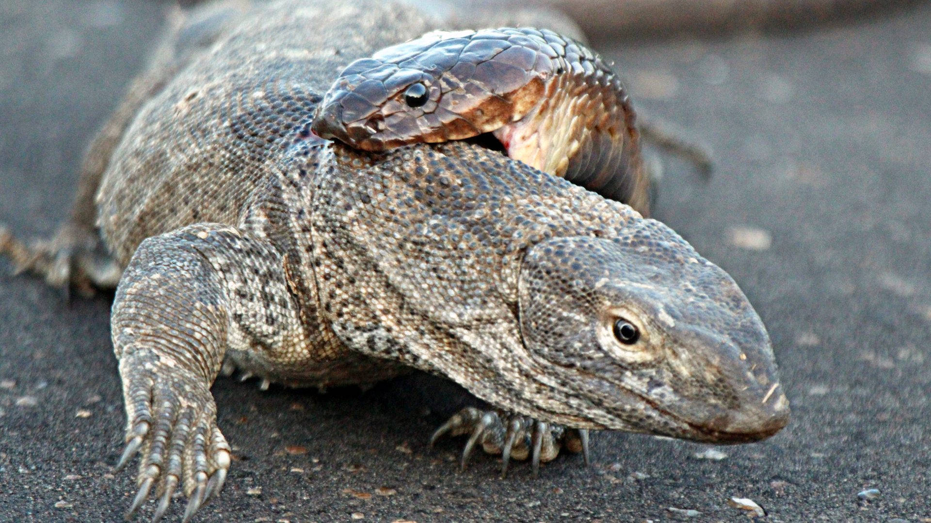 Komodo Dragon Monitor Lizard King Cobra Background