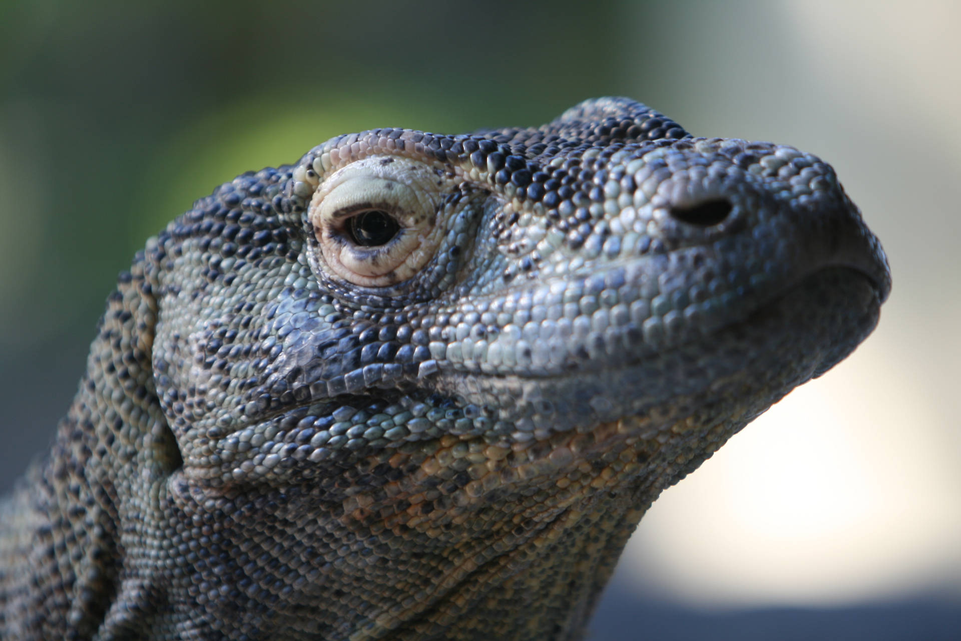 Komodo Dragon Monitor Lizard Macro Shot Background