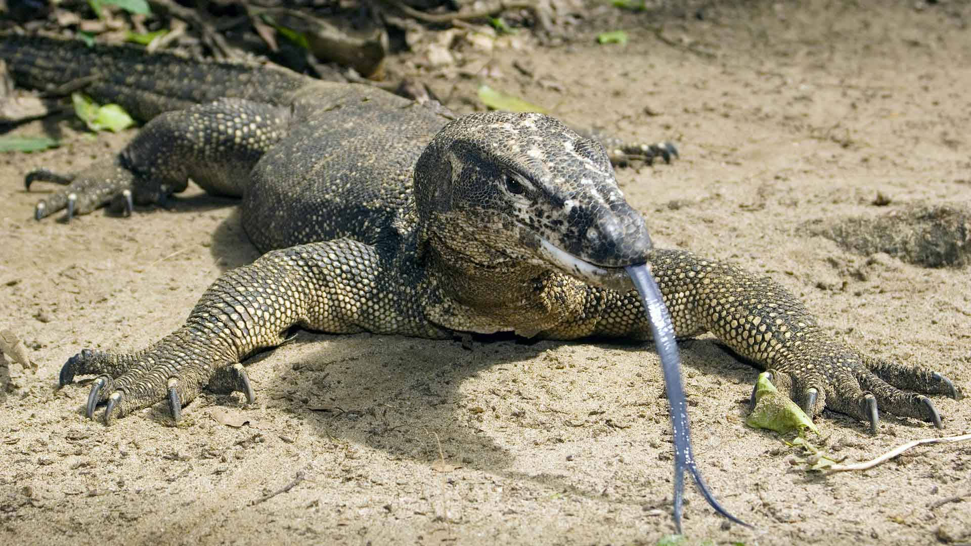 Komodo Dragon Monitor Lizard On Sandbank Background