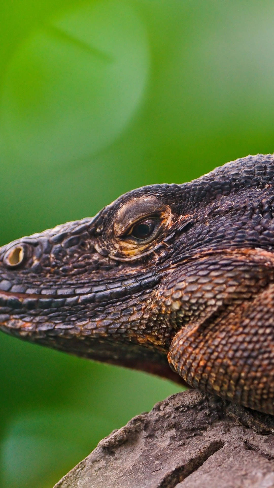 Komodo Dragon Monitor Lizard Up Close