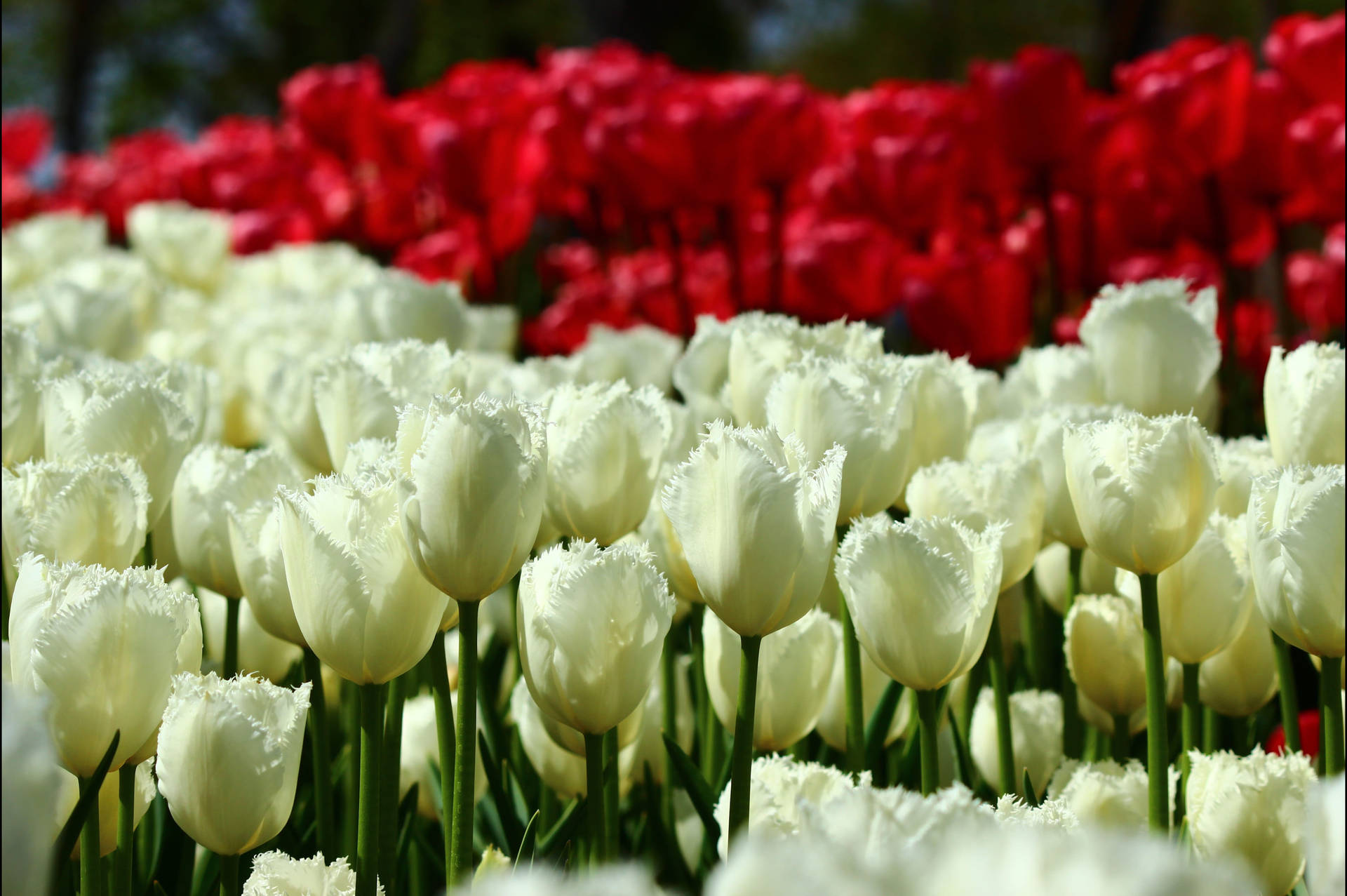 Konya Red And White Tulips Background