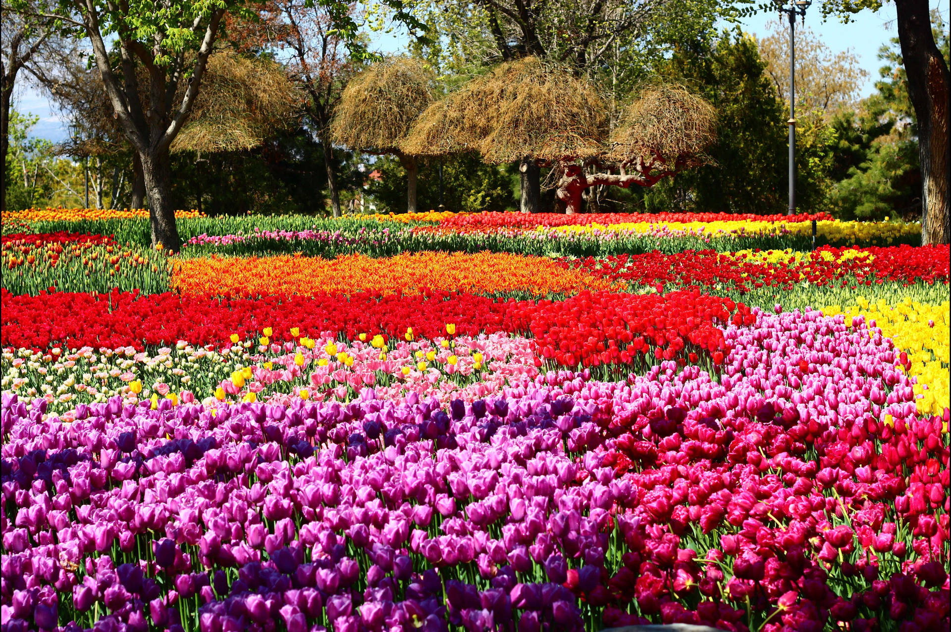 Konya Tulip Garden