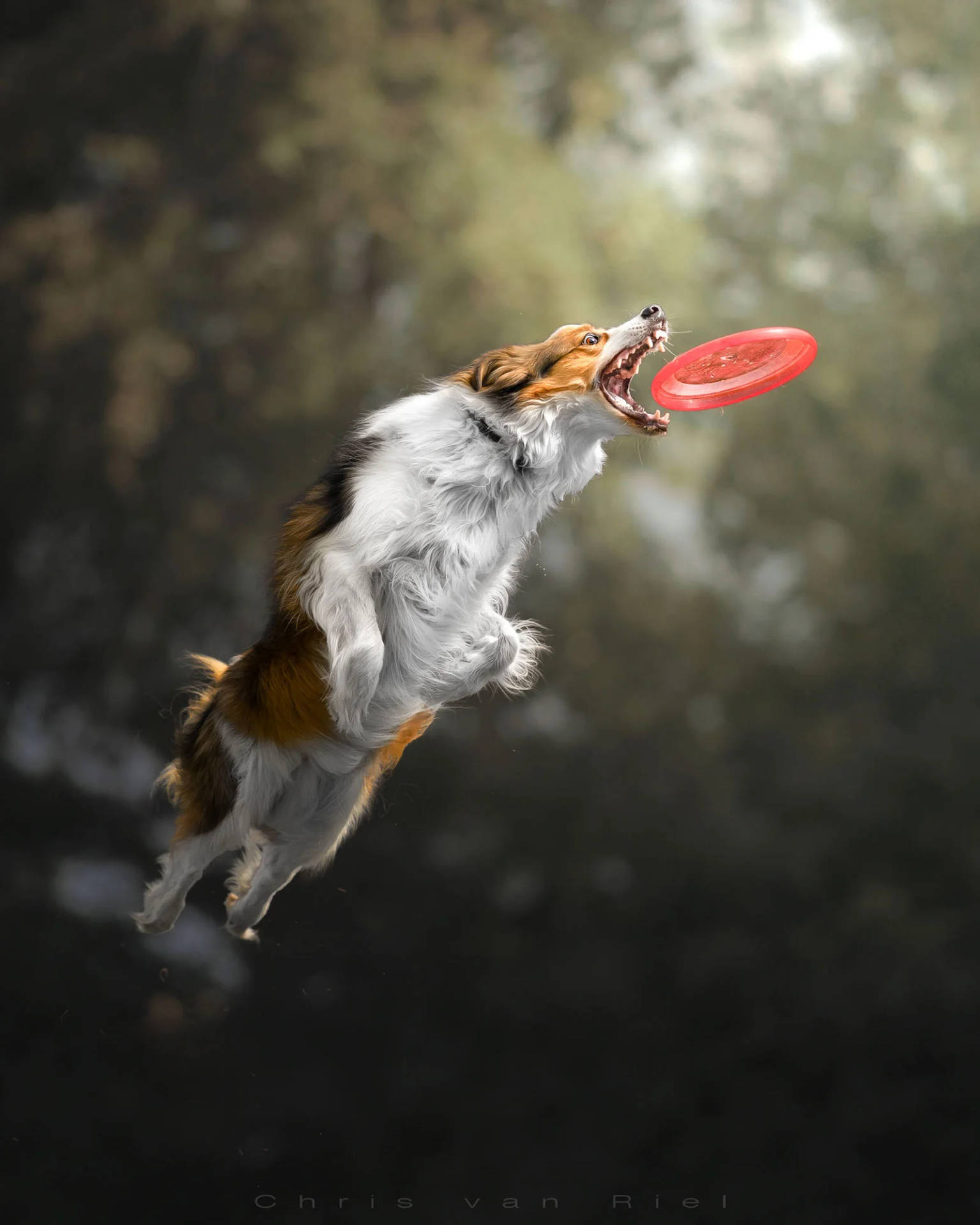 Kooikerhondje Ultimate Frisbee Background