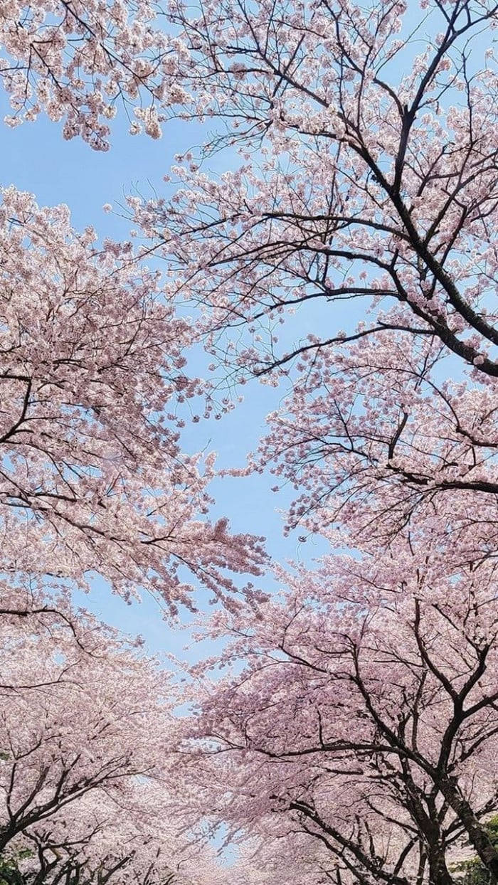 Korea Cherry Blossoms In Portrait Background