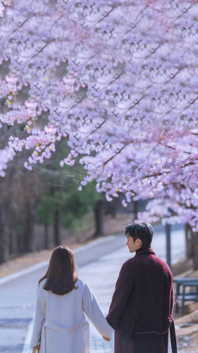 Korean Couple Holding Hands Under Cherry Blossom Background