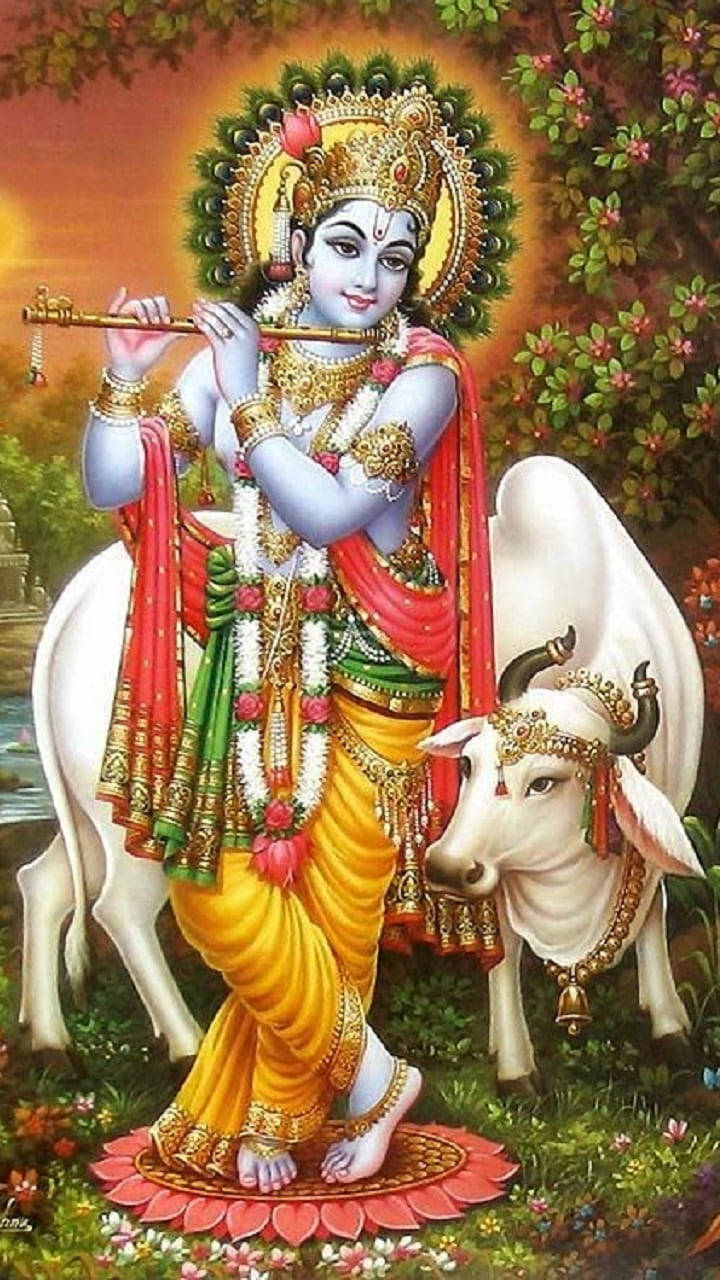 Krishna Hd White Cow Background