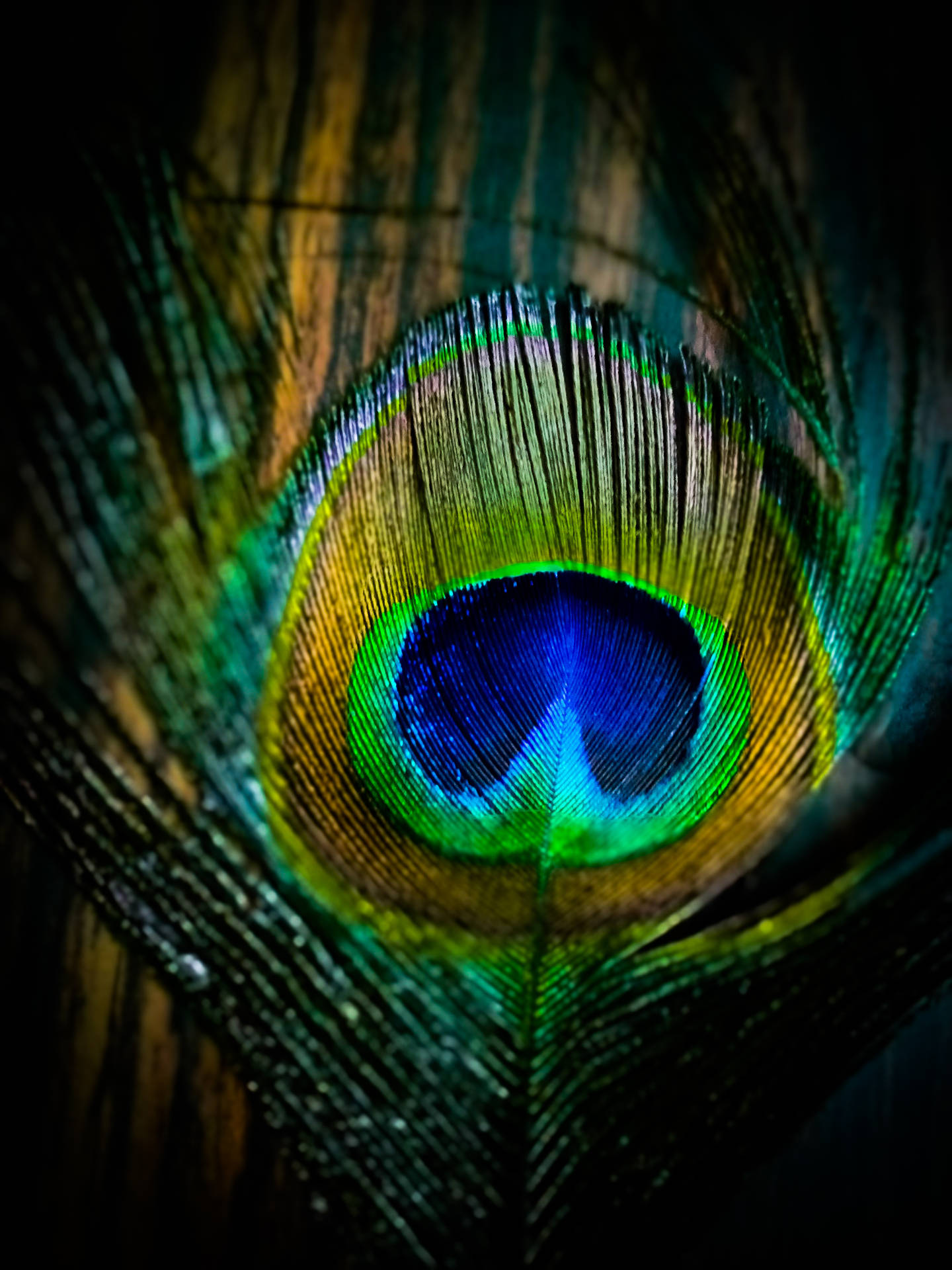 Krishna Iphone Close-up Peacock Feather Background