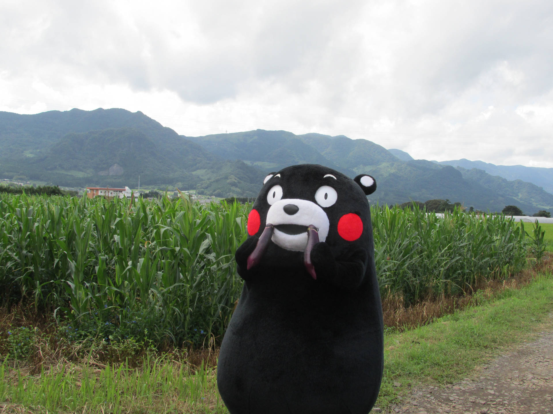 Kumamon Beside A Field Background
