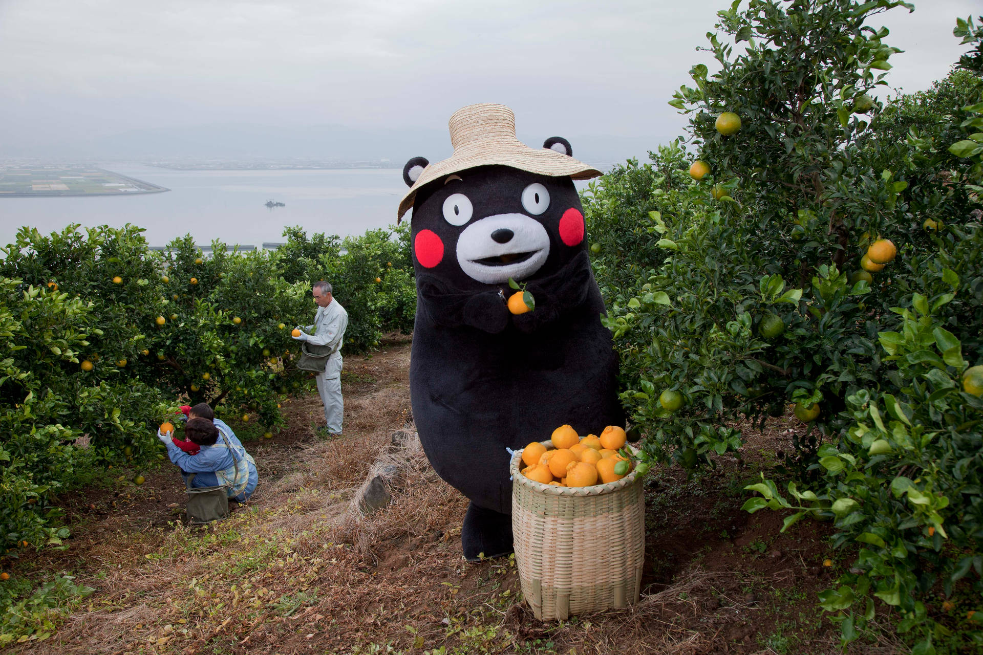 Kumamon Harvesting Citrus Background