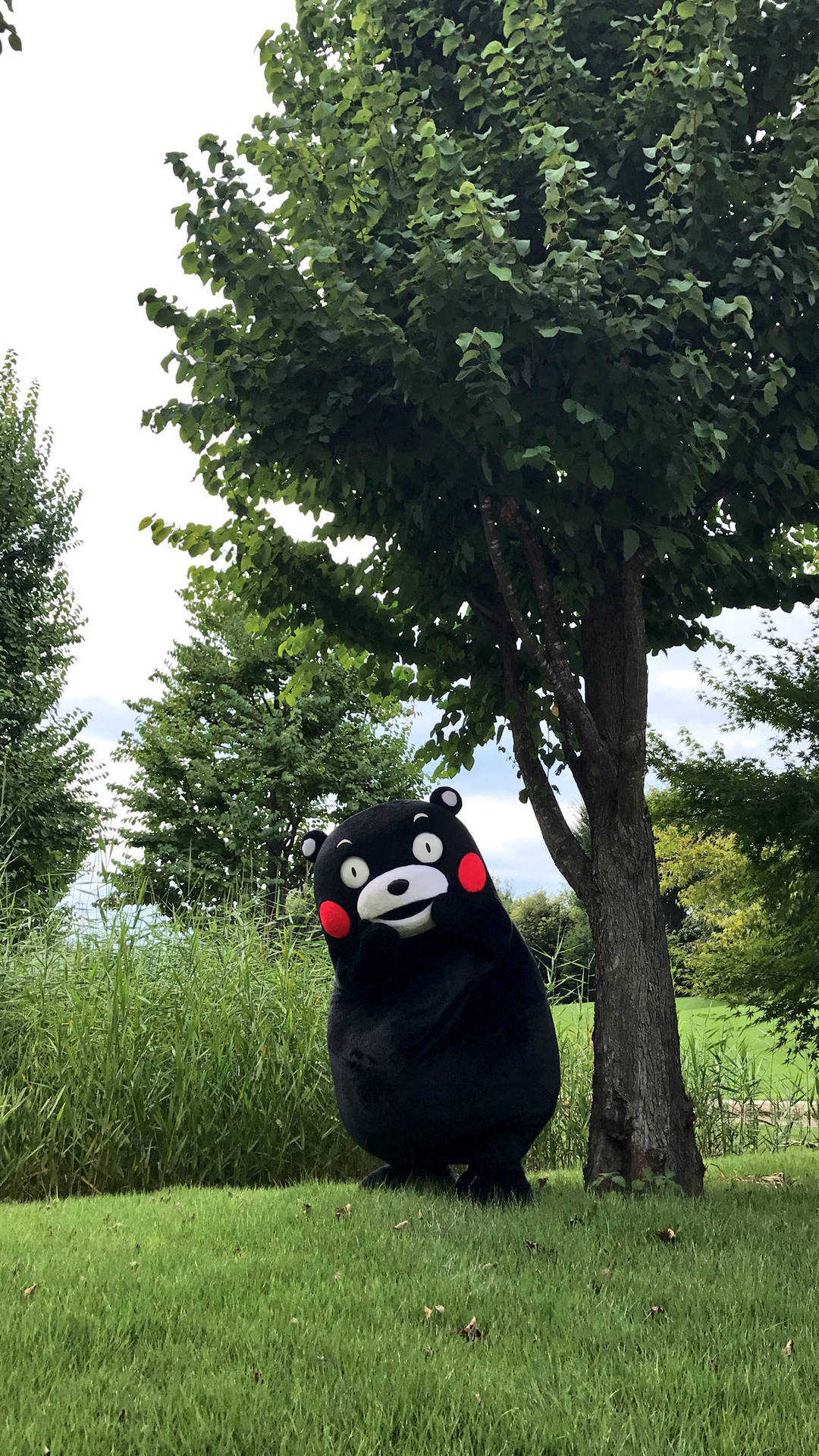 Kumamon Under A Tree Background