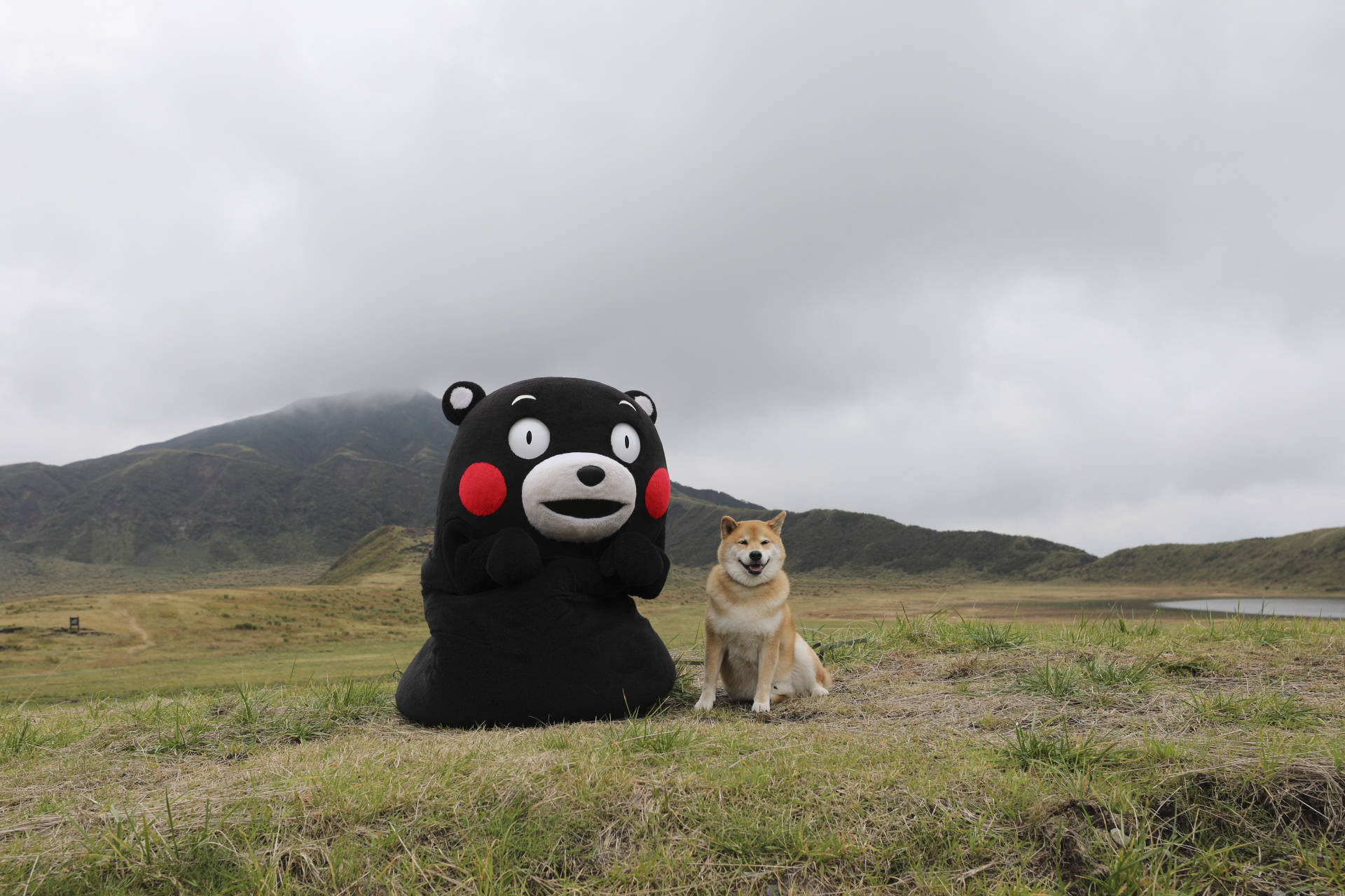 Kumamon With Shiba Inu Dog Background