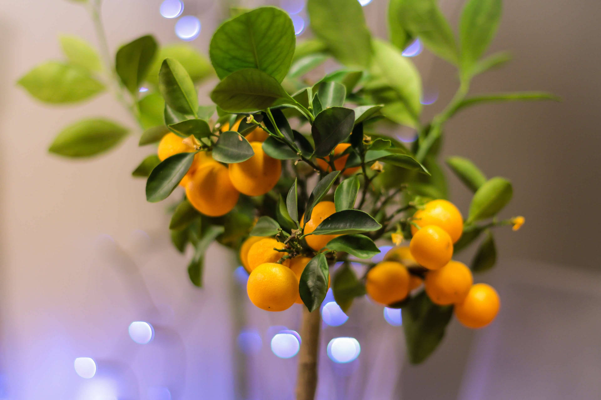 Kumquat Fruit Plant Low Angle Shot