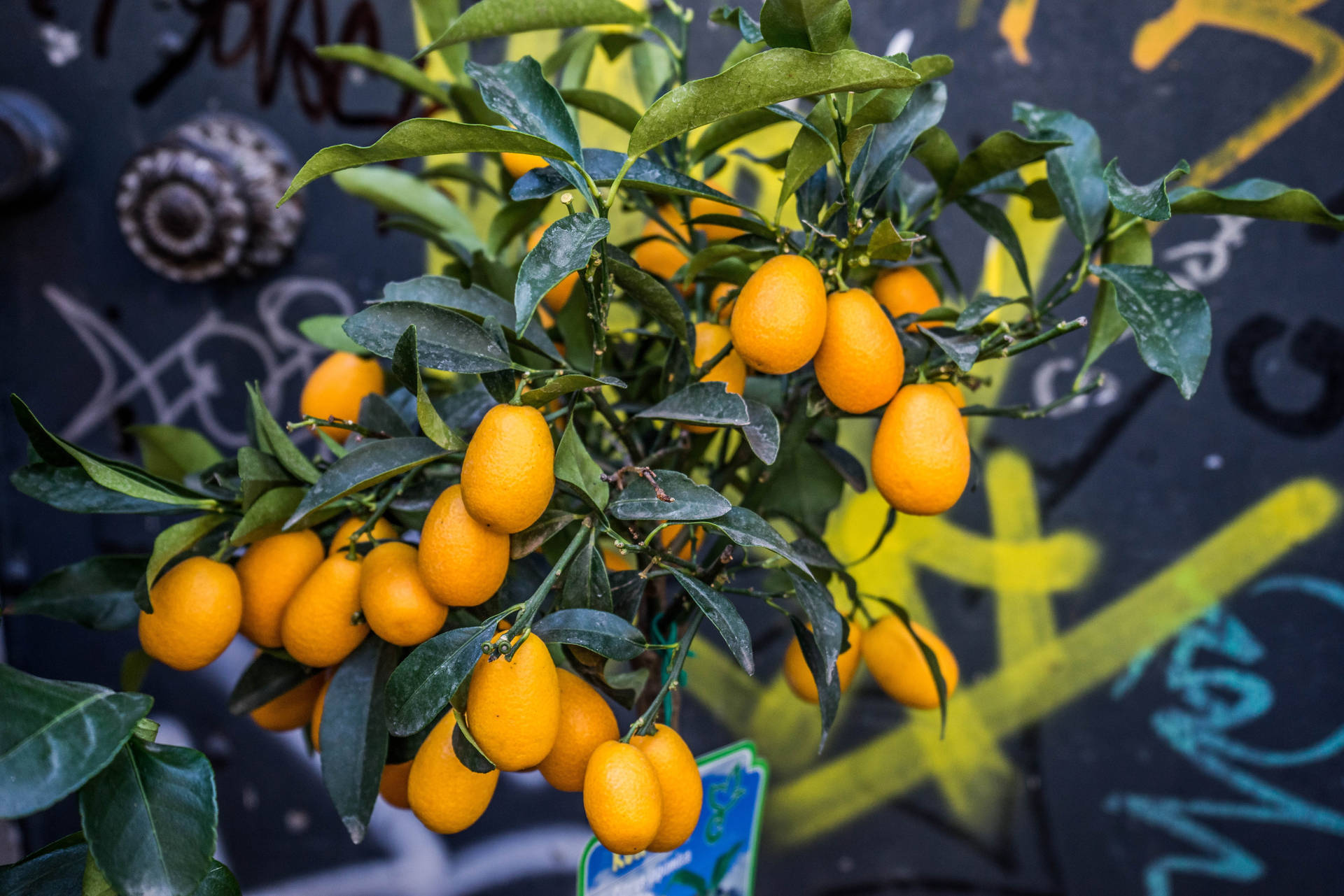 Kumquat Fruits Plant High Angle Shot