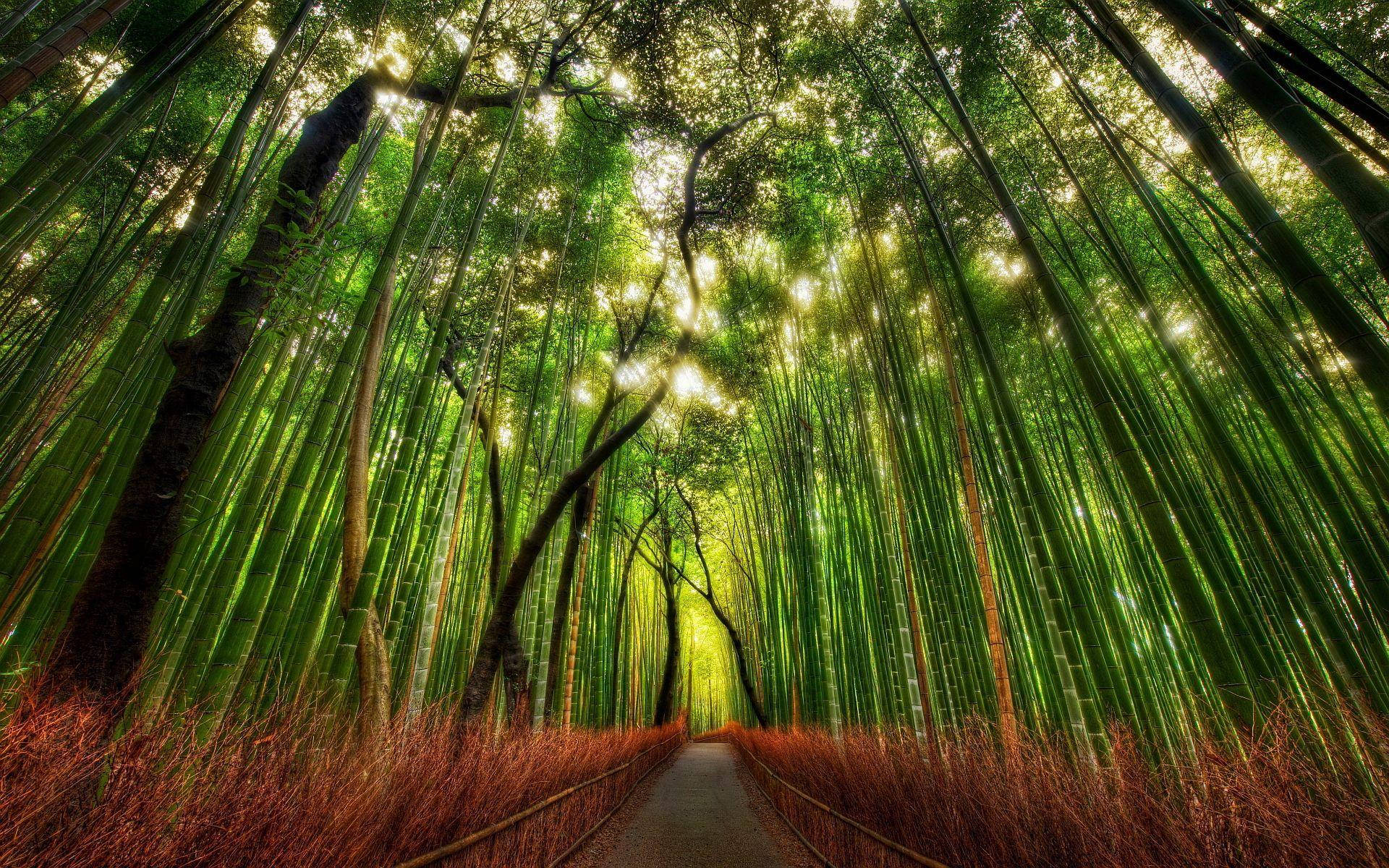 Kyoto Bamboo Forest Background