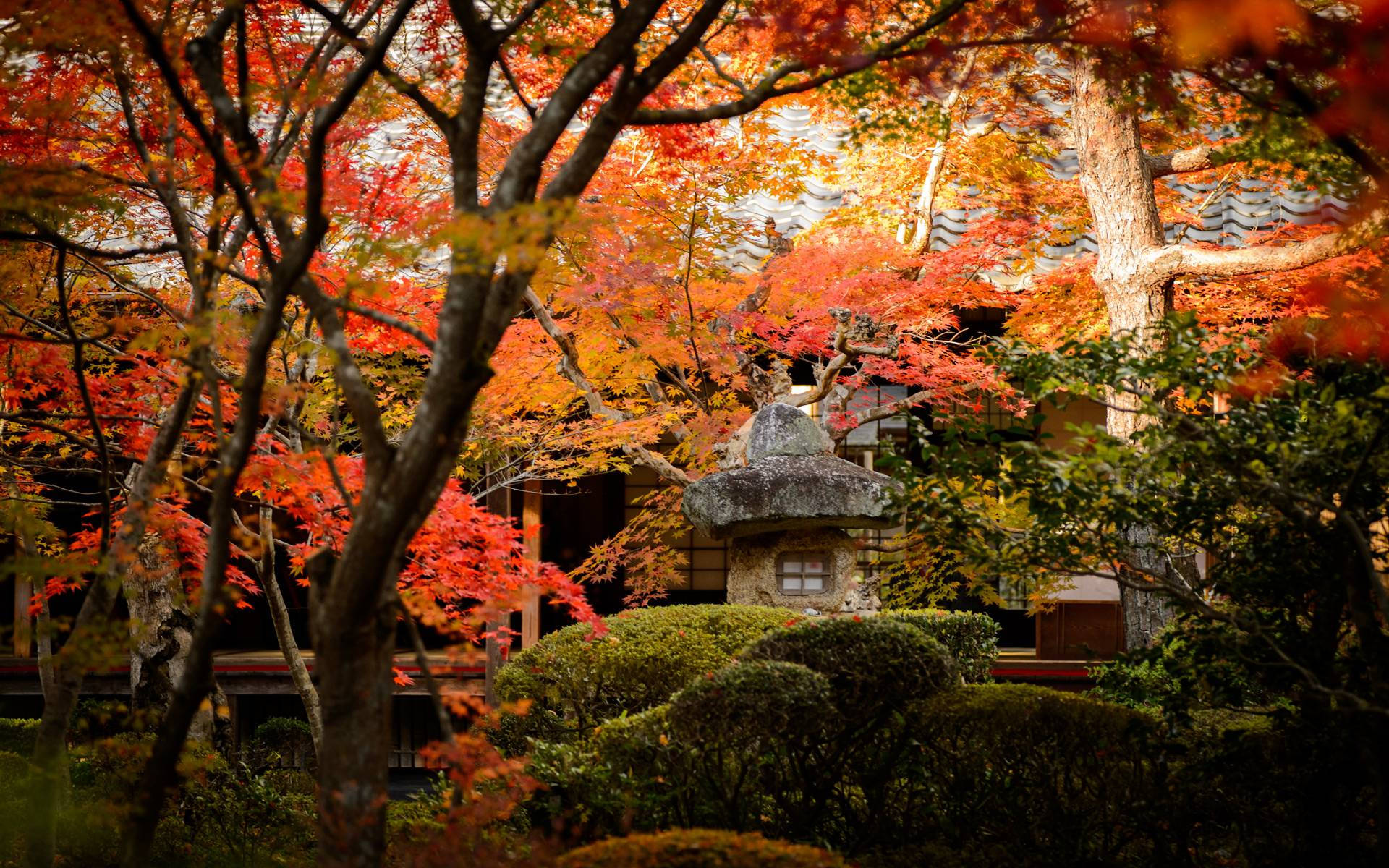 Kyoto Maple Garden Background