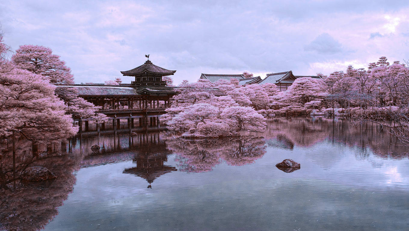 Kyoto Sakura Pond Background